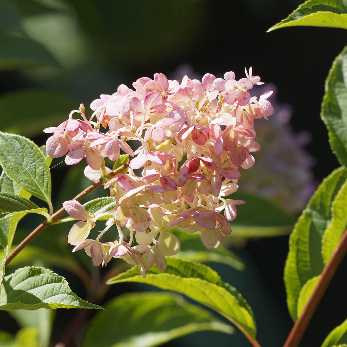 Enlarge Product Preview 2