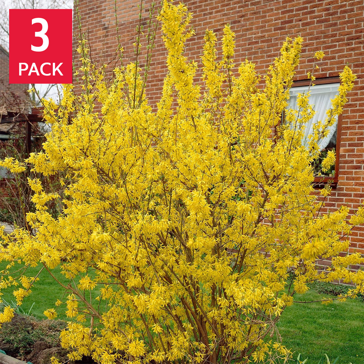 Longfield Gardens Spring Flowering Shrub 'Lynwood Gold', 3-pack