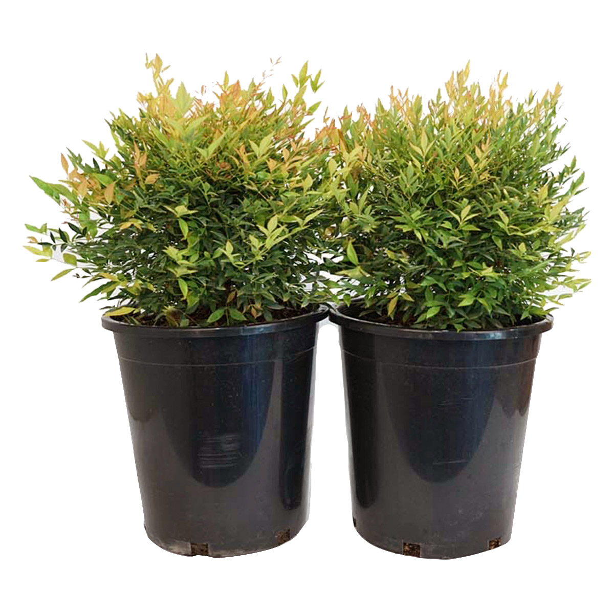 Alder & Oak Nandina Gulfstream  2-pack