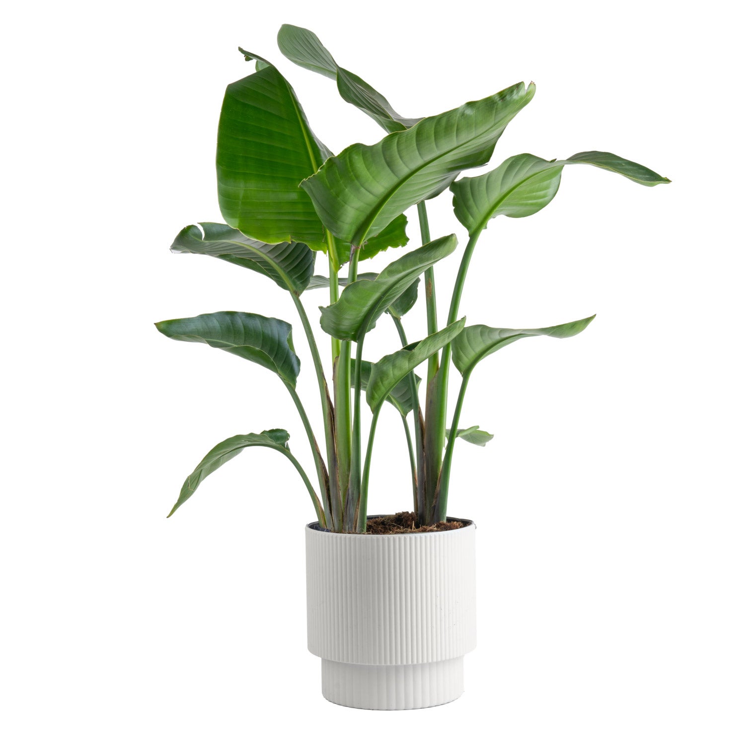 Costa Farms White Bird of Paradise, Strelitzia Nicolai, Houseplant