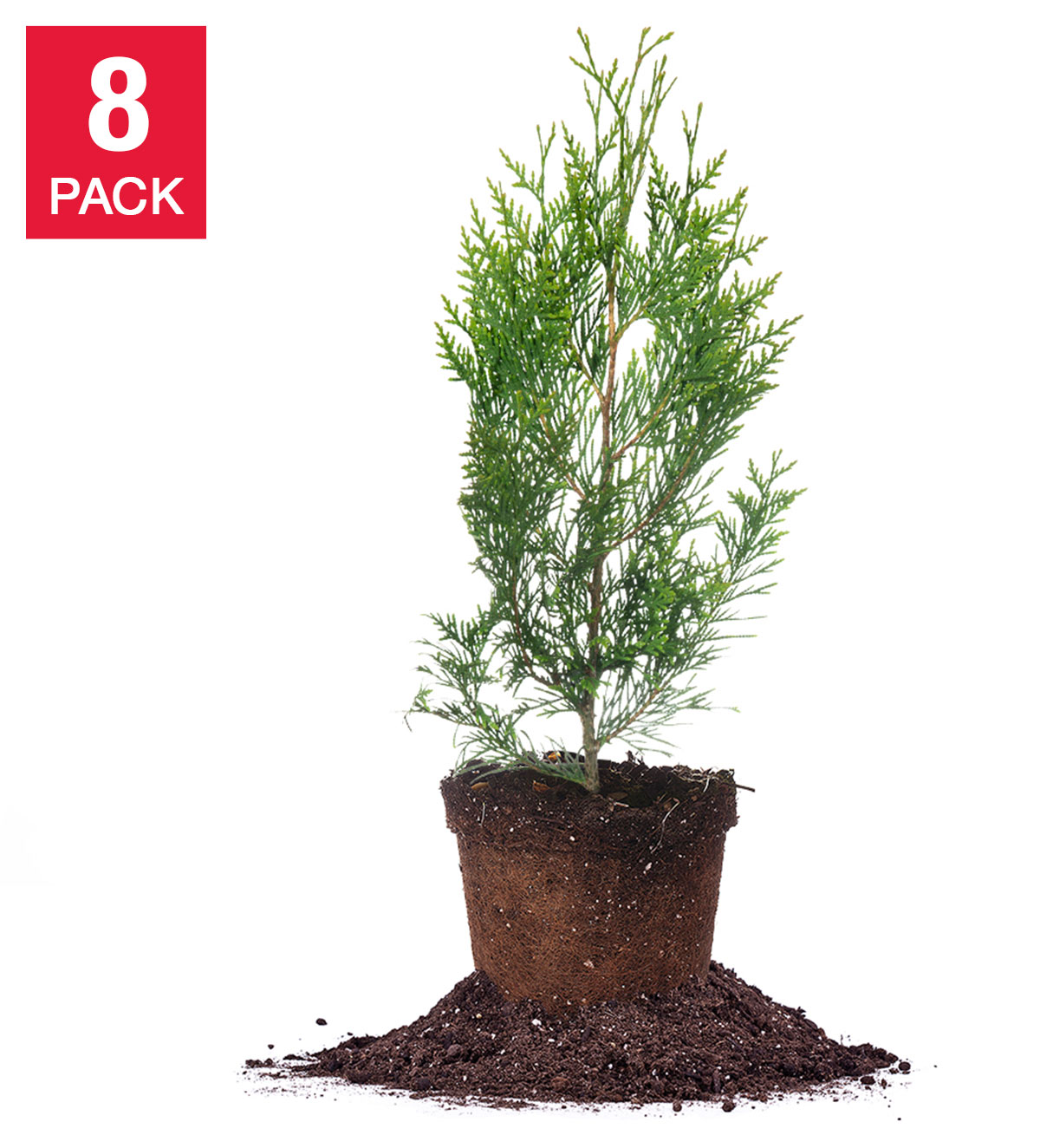 Thuja 1-2 ft  8-pack