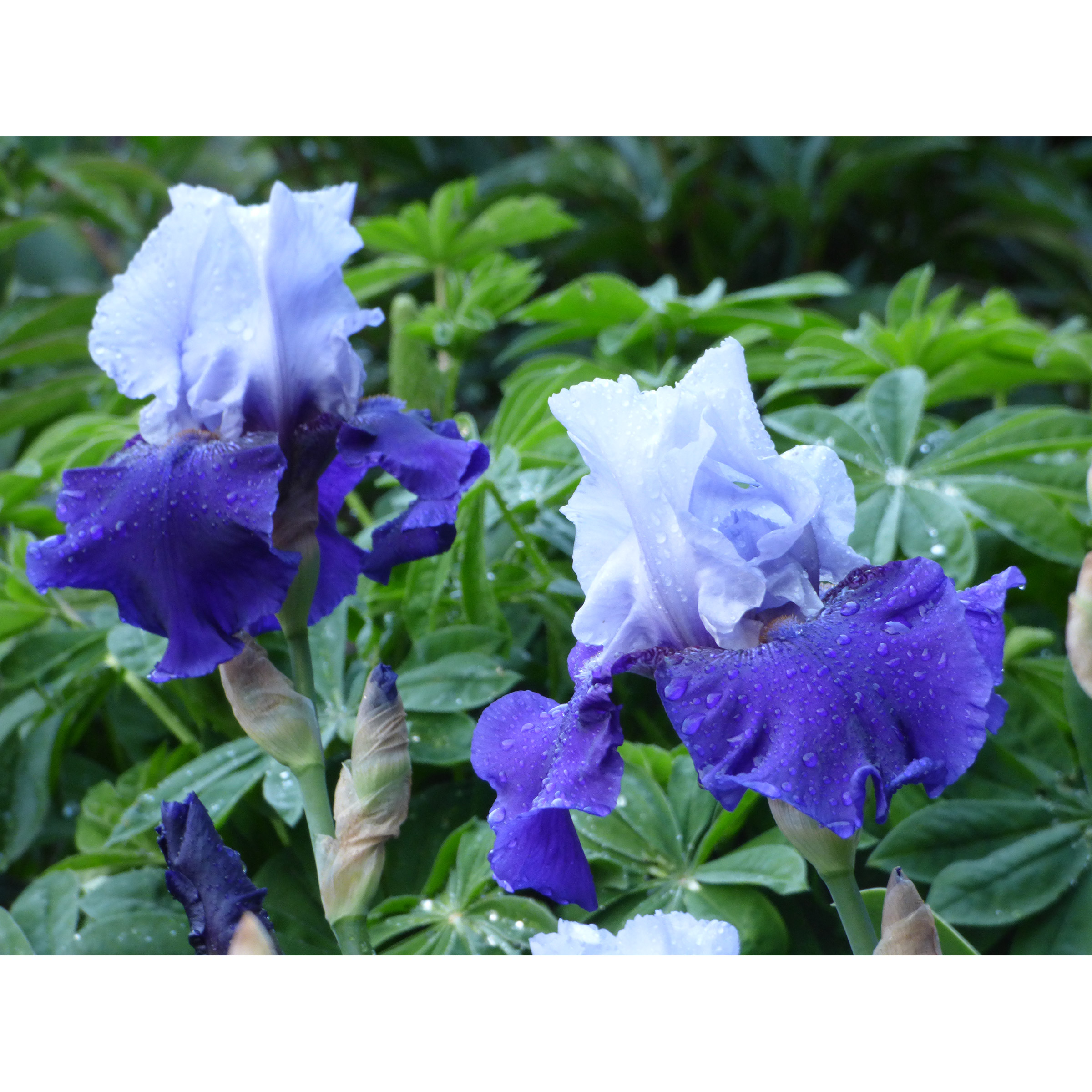 Enlarge Product Preview 2