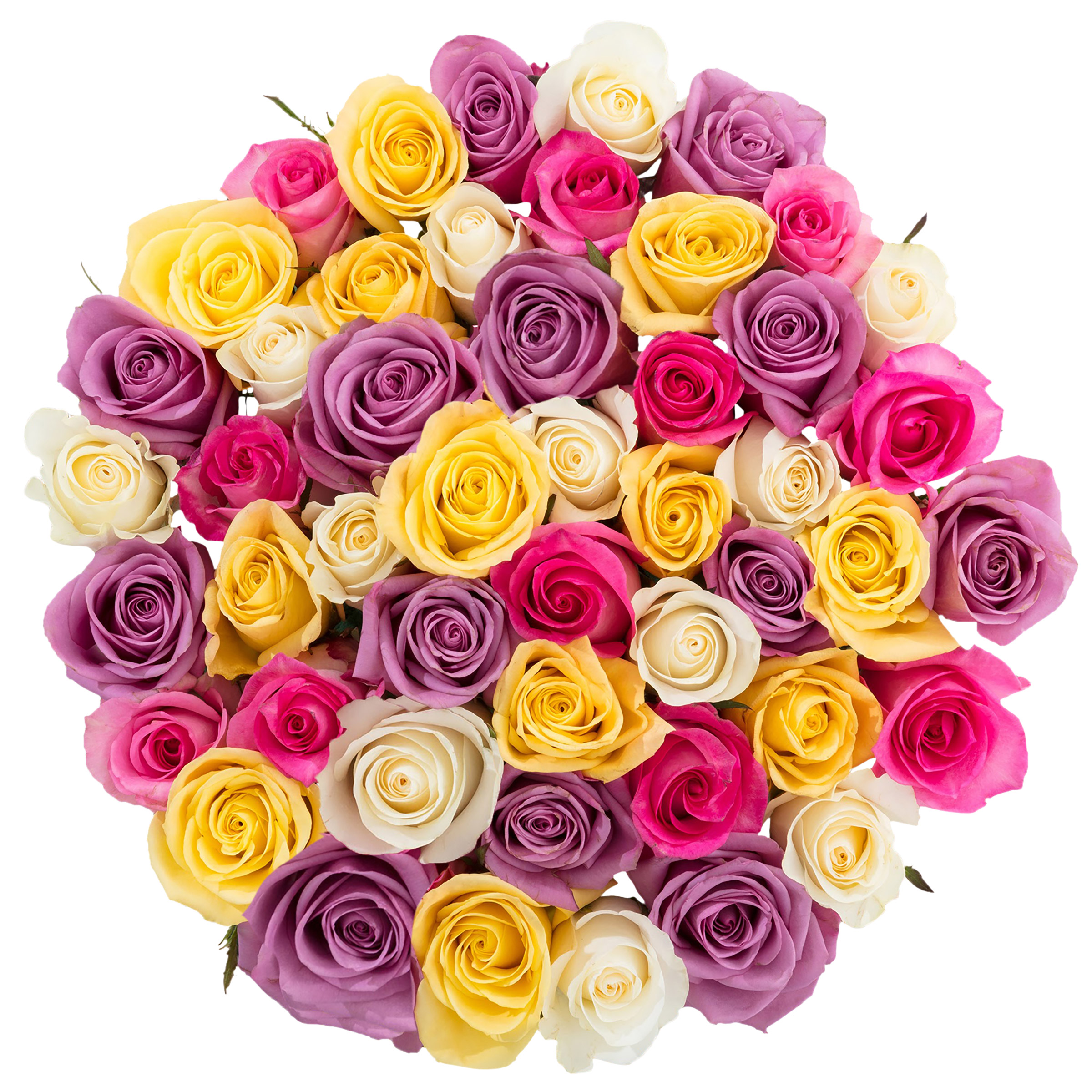 Roses, 48 Stems - Spring Quad