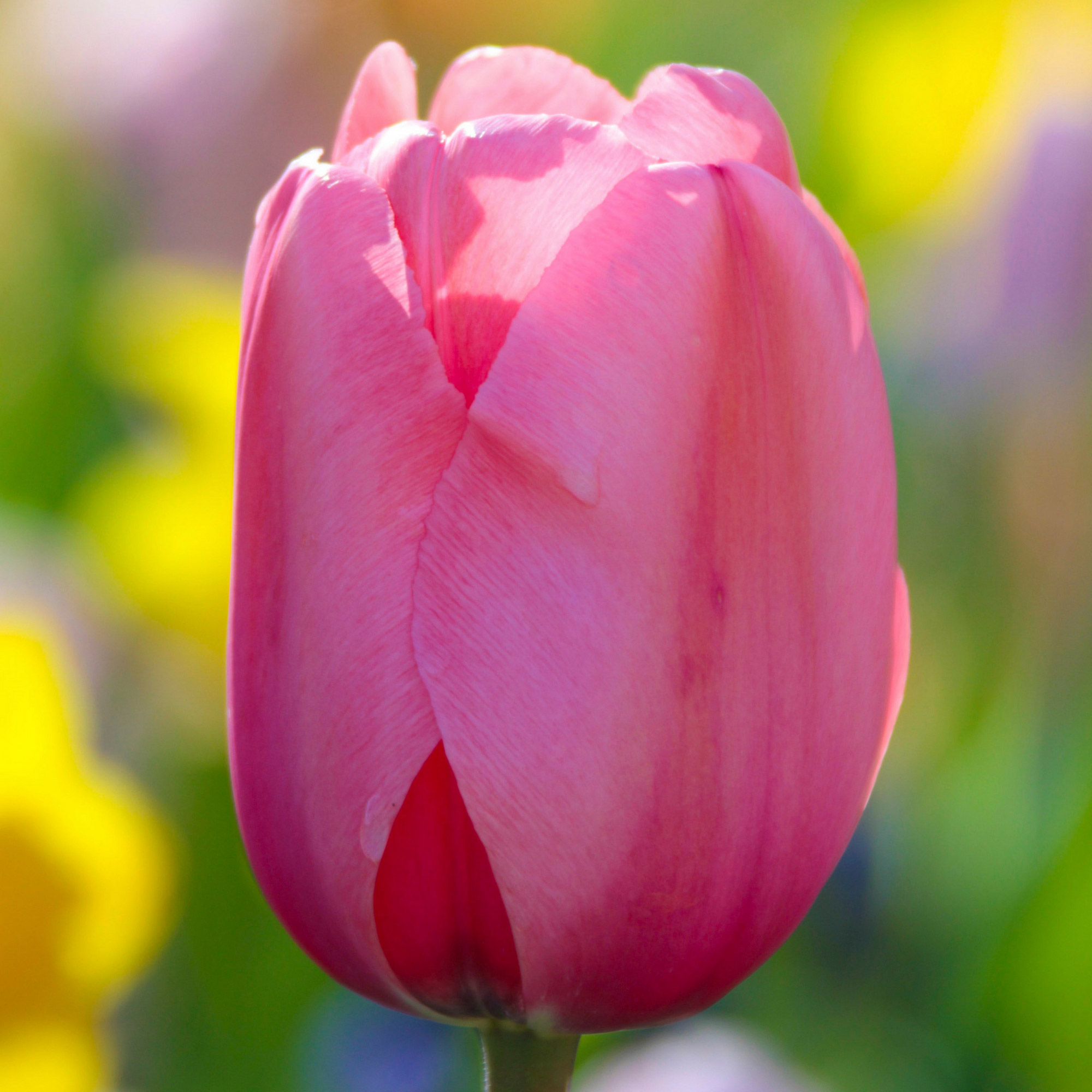 Enlarge Product Preview 5