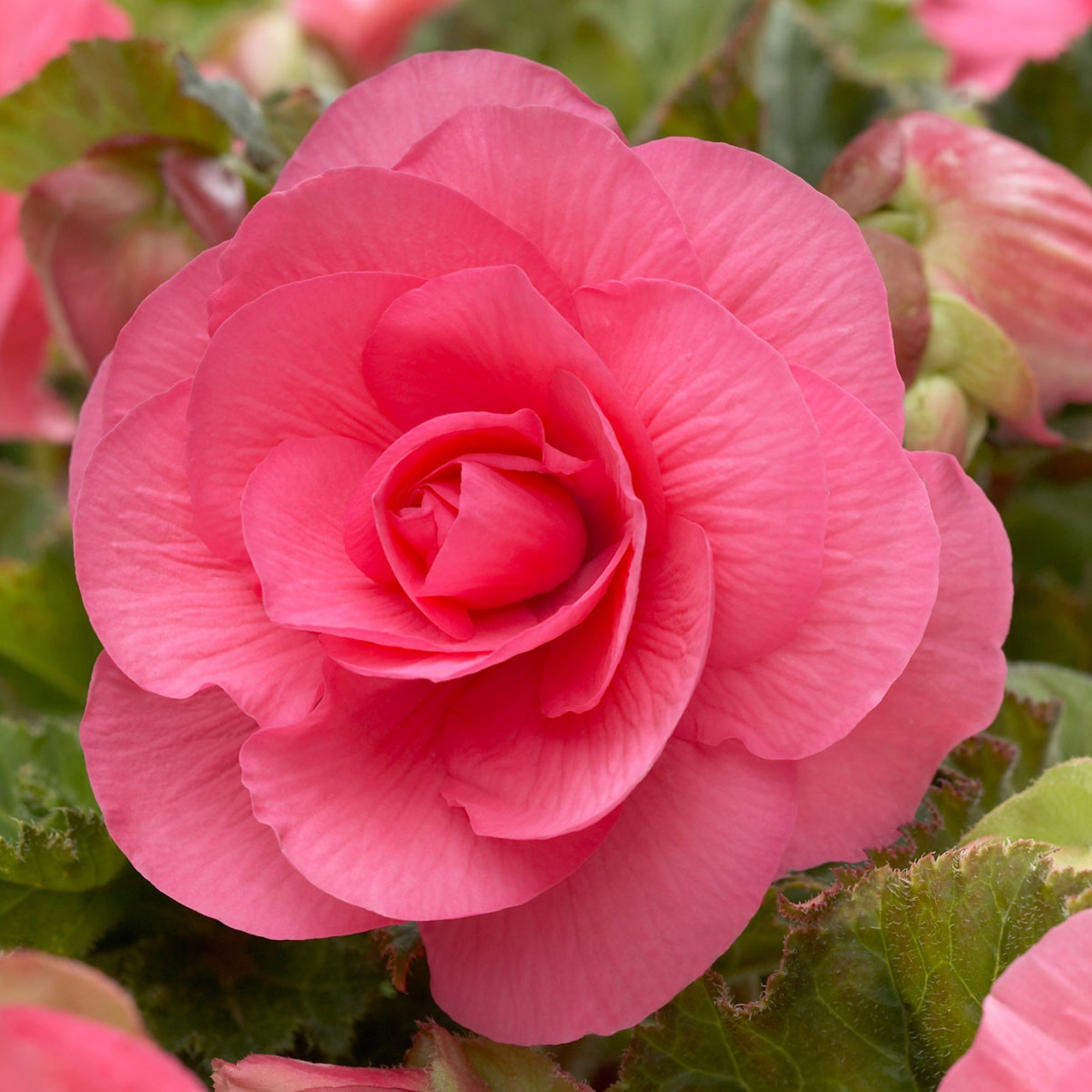 Enlarge Product Preview 2