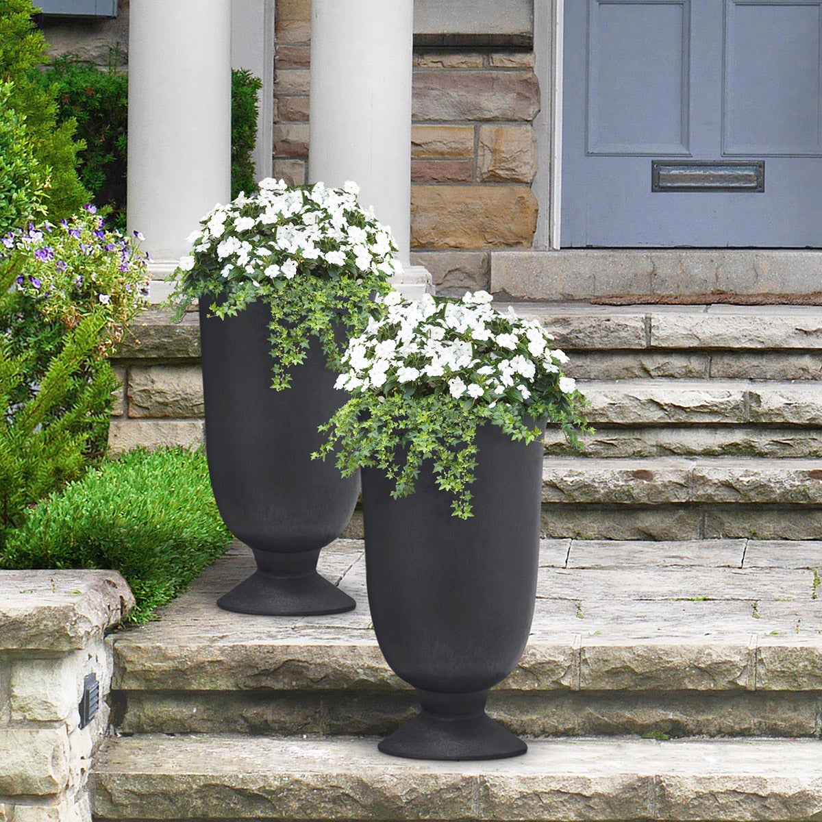 potted lavender plants for sale Sensational Lavender - Pint Pot main image 1