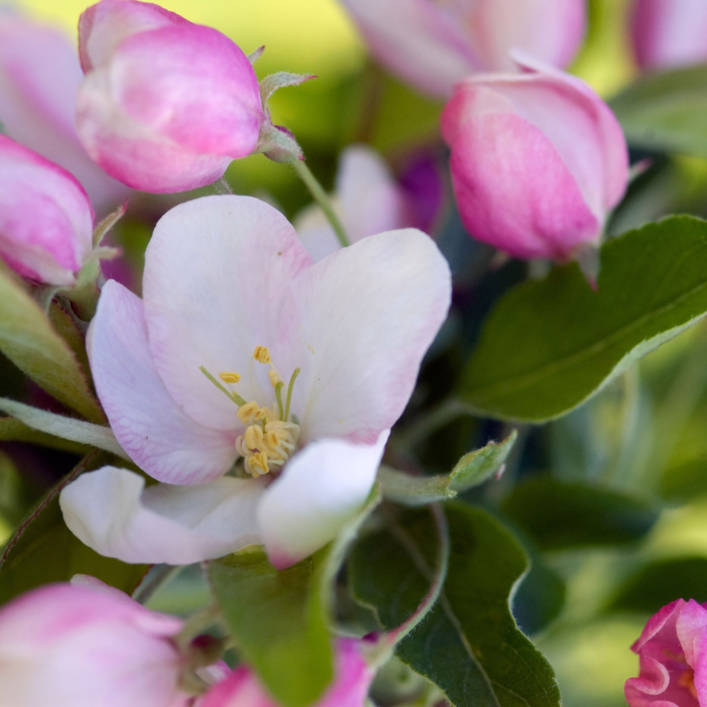 Enlarge Product Preview 2