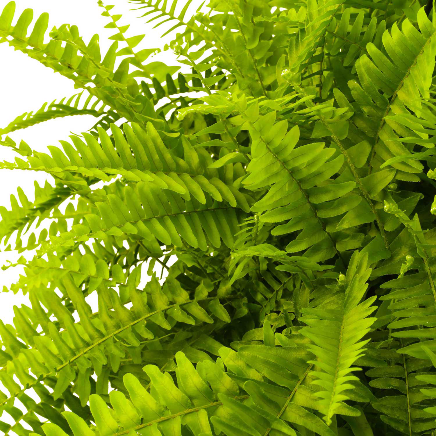 Enlarge Product Preview 3 Successfully Enriched by automation Job.