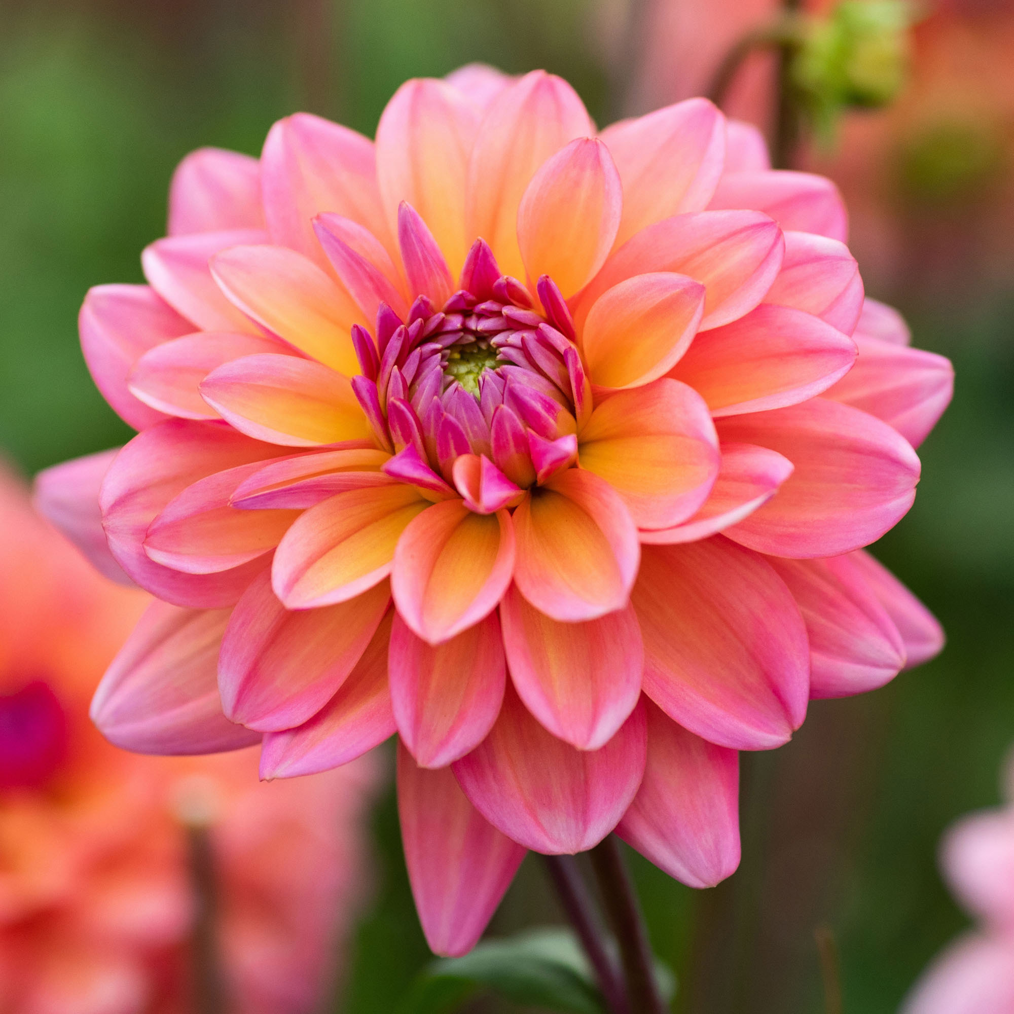 Longfield Gardens Dahlia Collections - Thumbnail 5