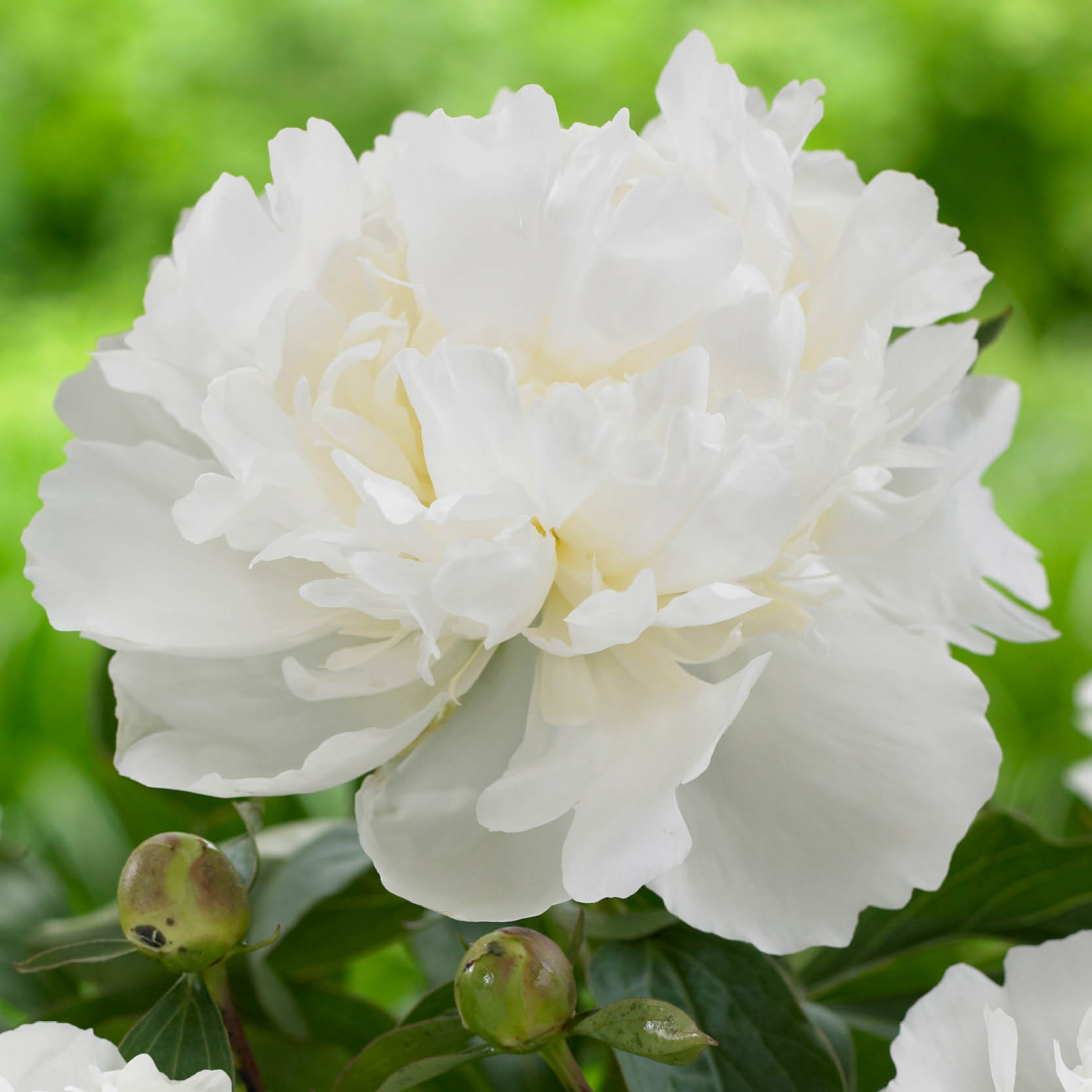 Enlarge Product Preview 4