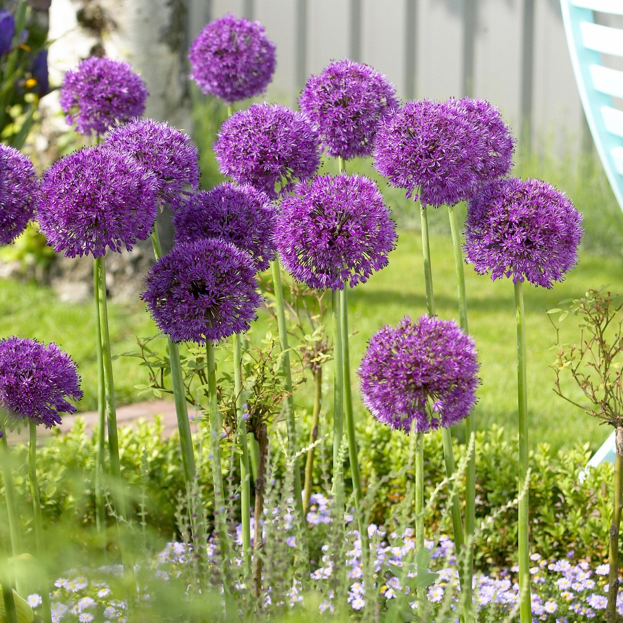 Longfield Gardens Allium Perennial Garden, 75-bulbs | Costco