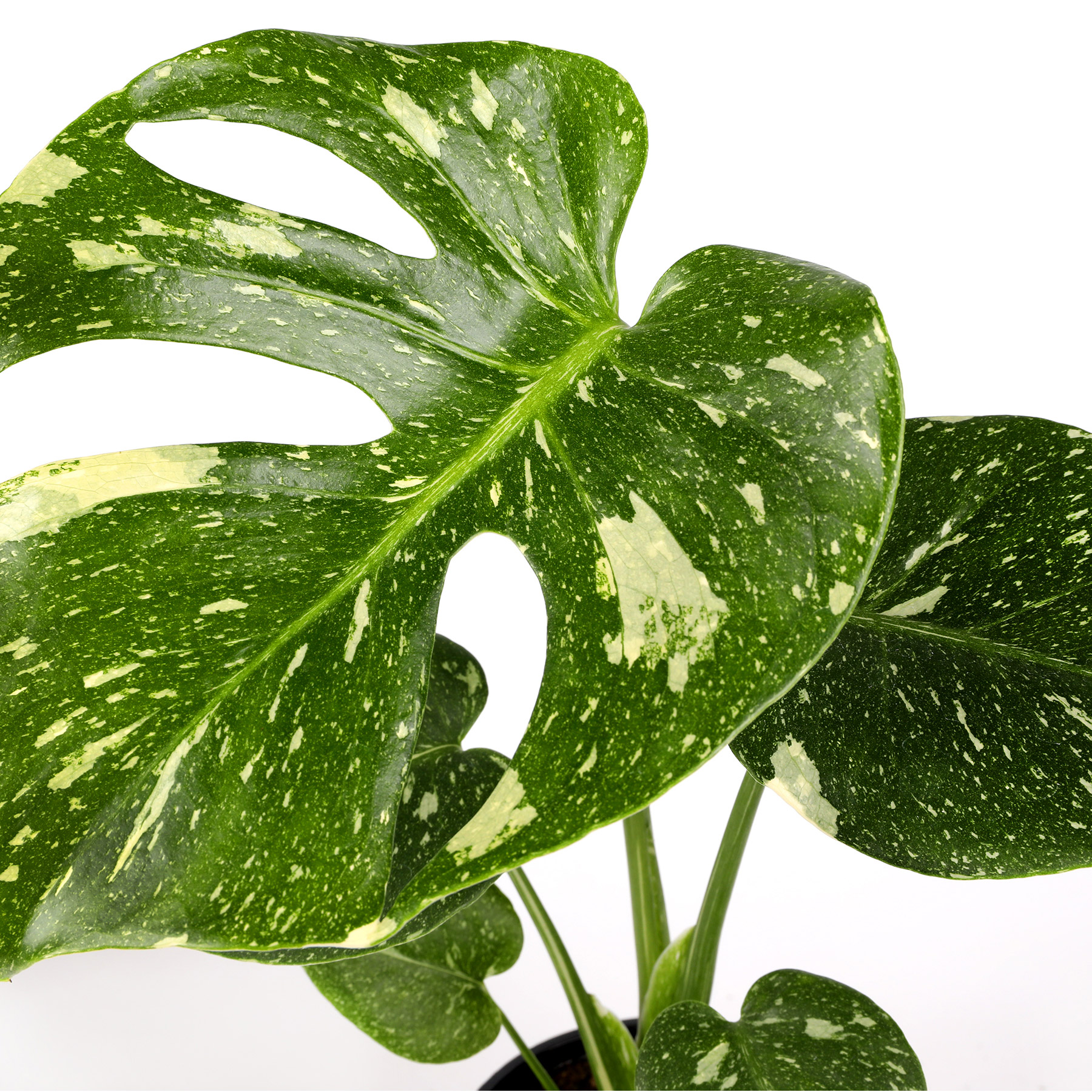 Enlarge Product Preview 2 Successfully Enriched by automation Job.