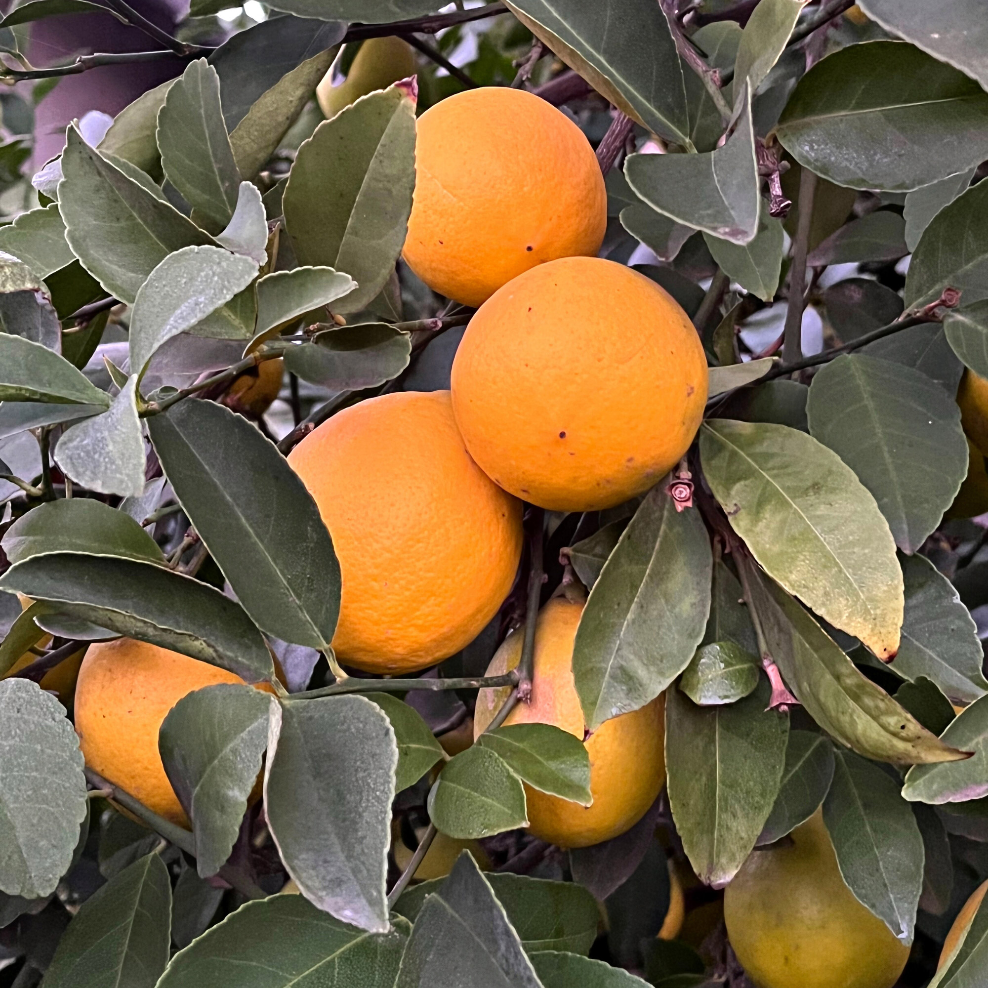 Enlarge Product Preview 2