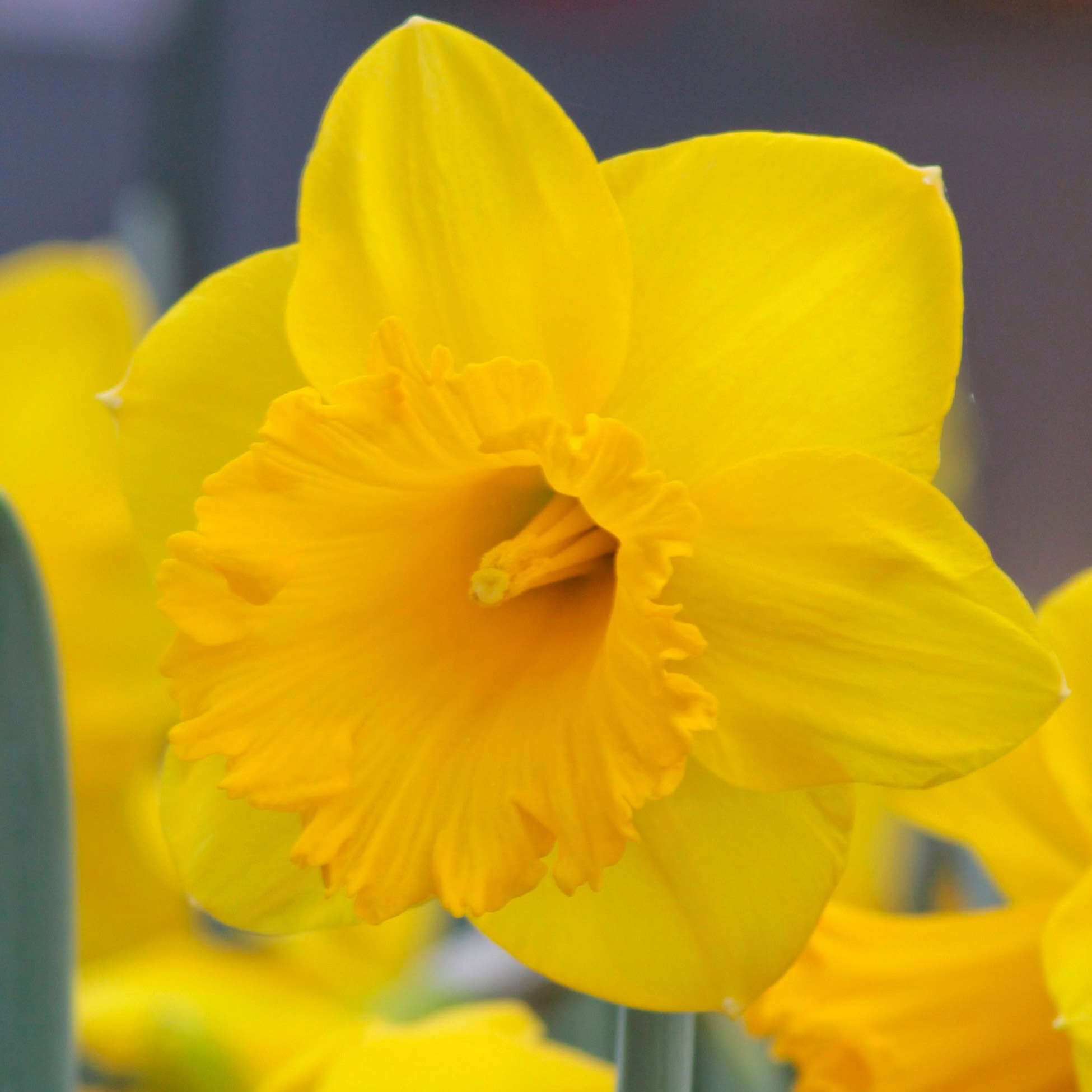 Enlarge Product Preview 4