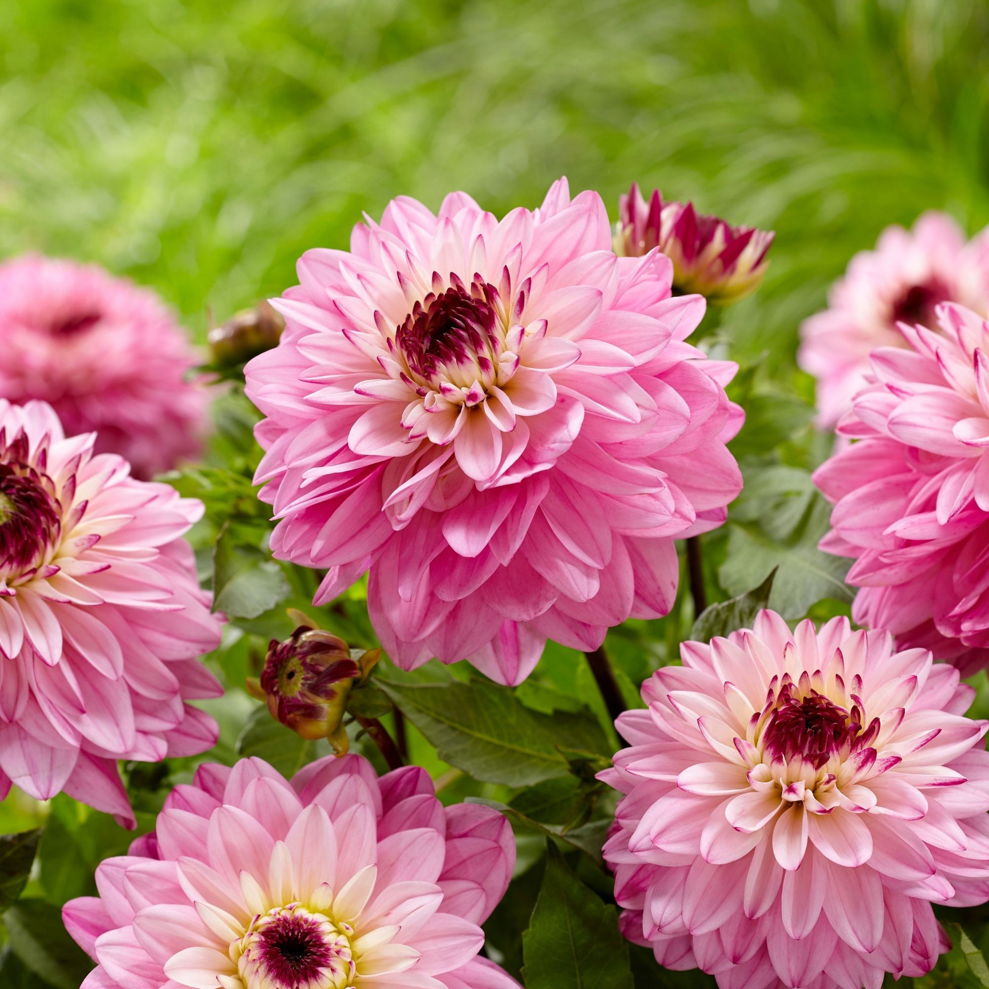 Enlarge Product Preview 6