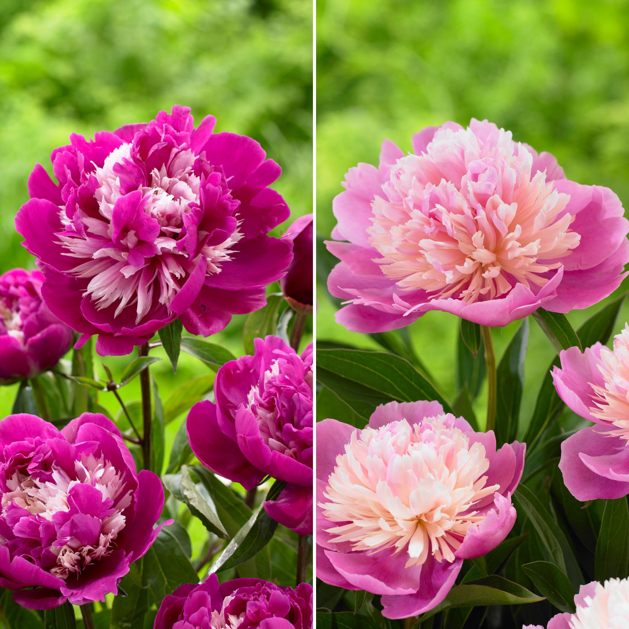 Enlarge Product Preview 4