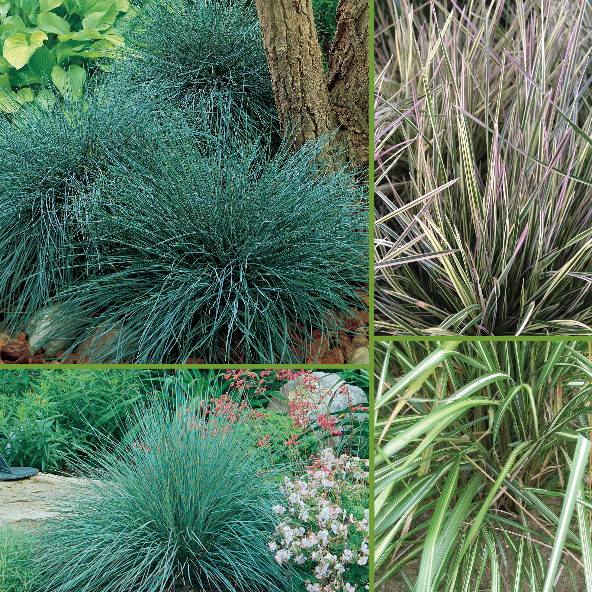 Horticana: Graceful Grasses Collection