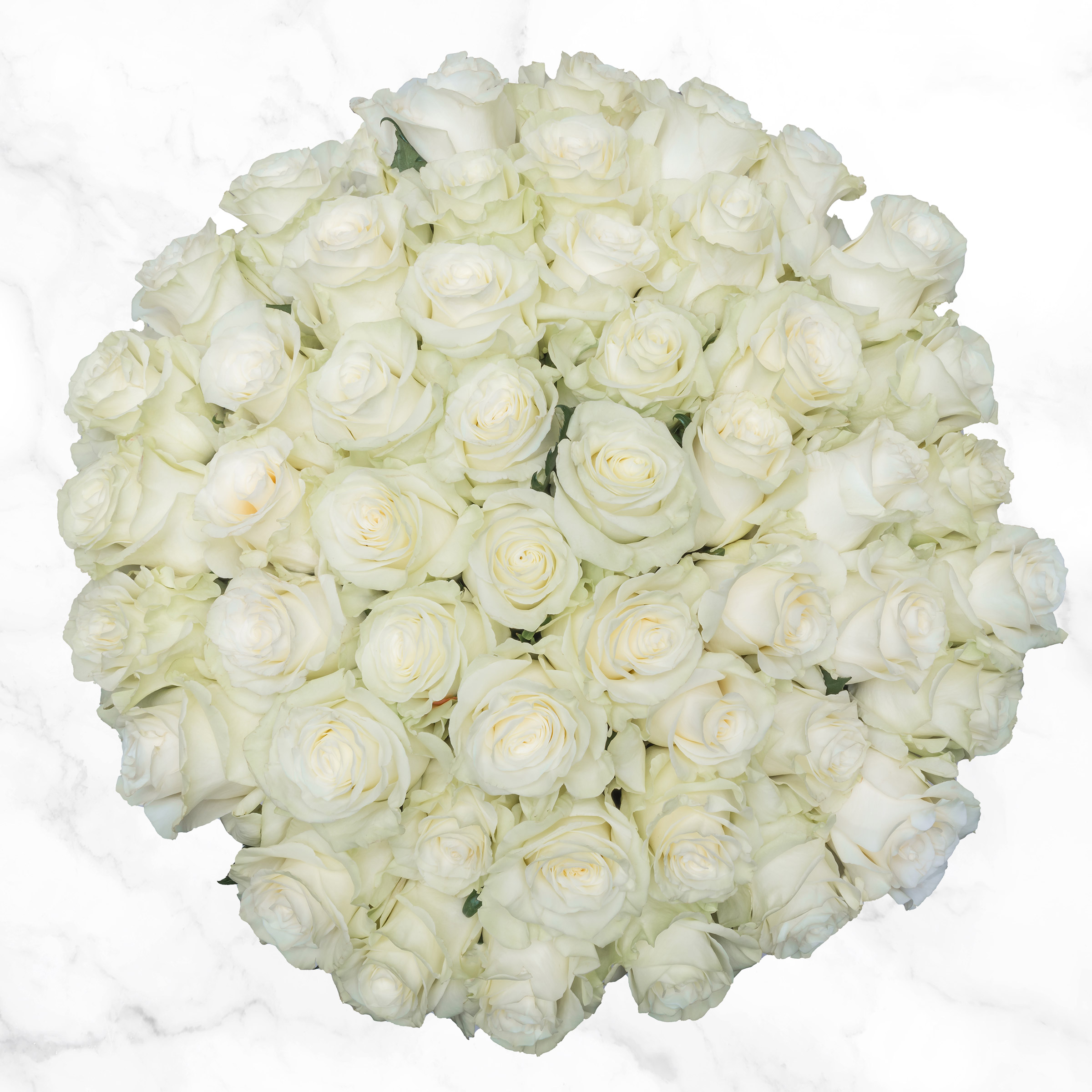 Pre-order Valentine's Day White Roses Fresh Cut Floral  50-stems