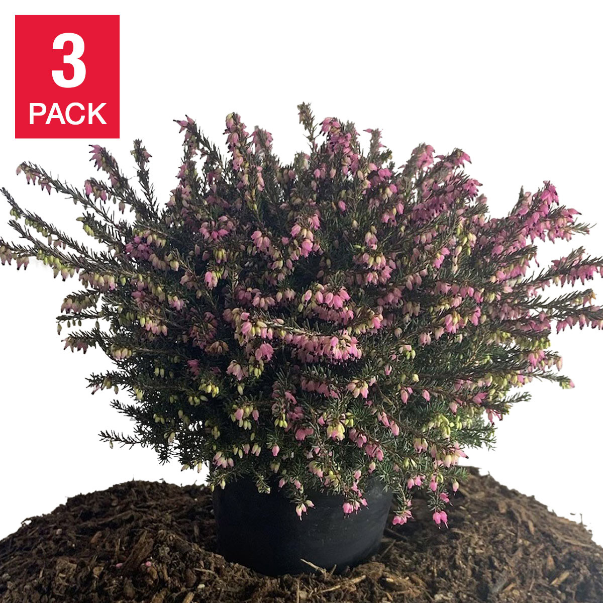 Nursery Pot Plants | Costco