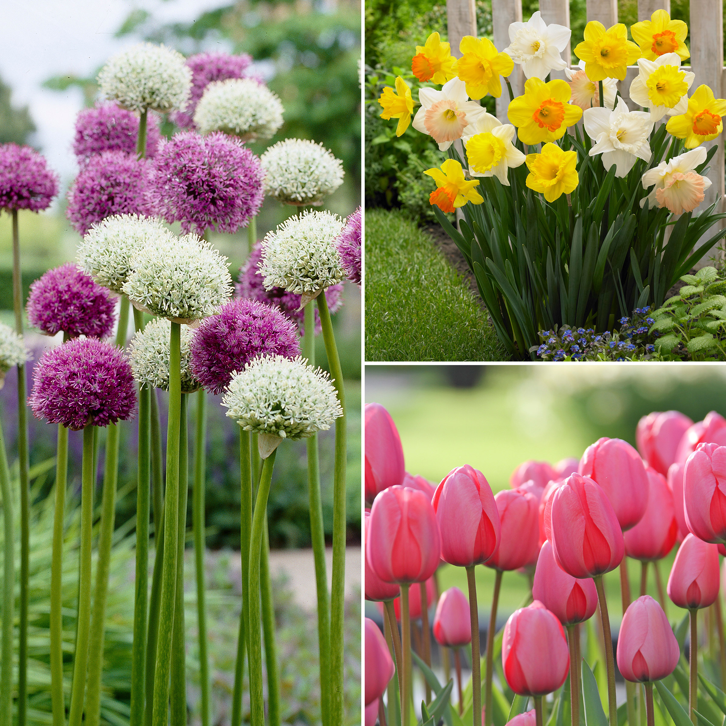 Enlarge Product Preview 4