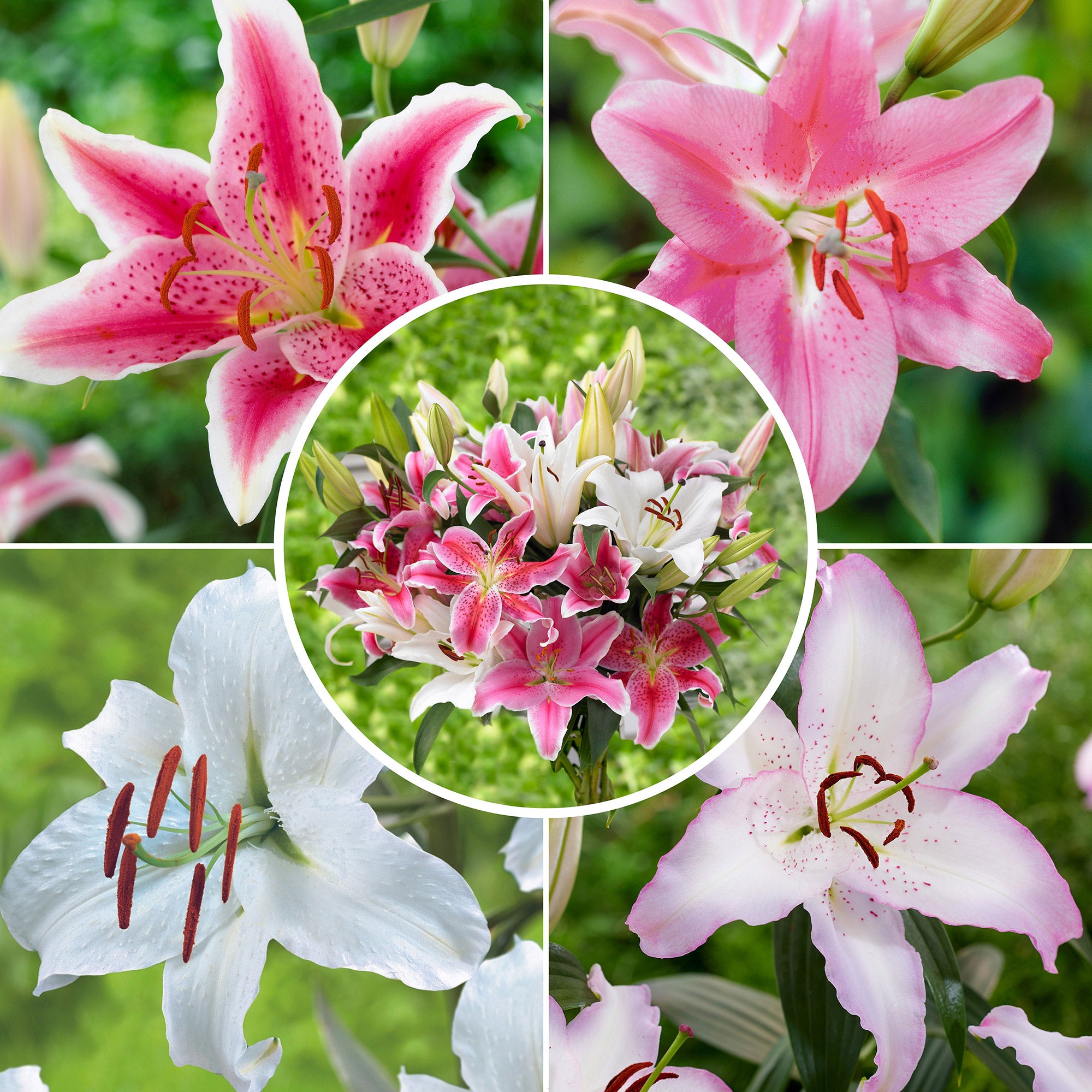 Lily‼️ Stargazer Oriental Lily | Tulip World | 27115