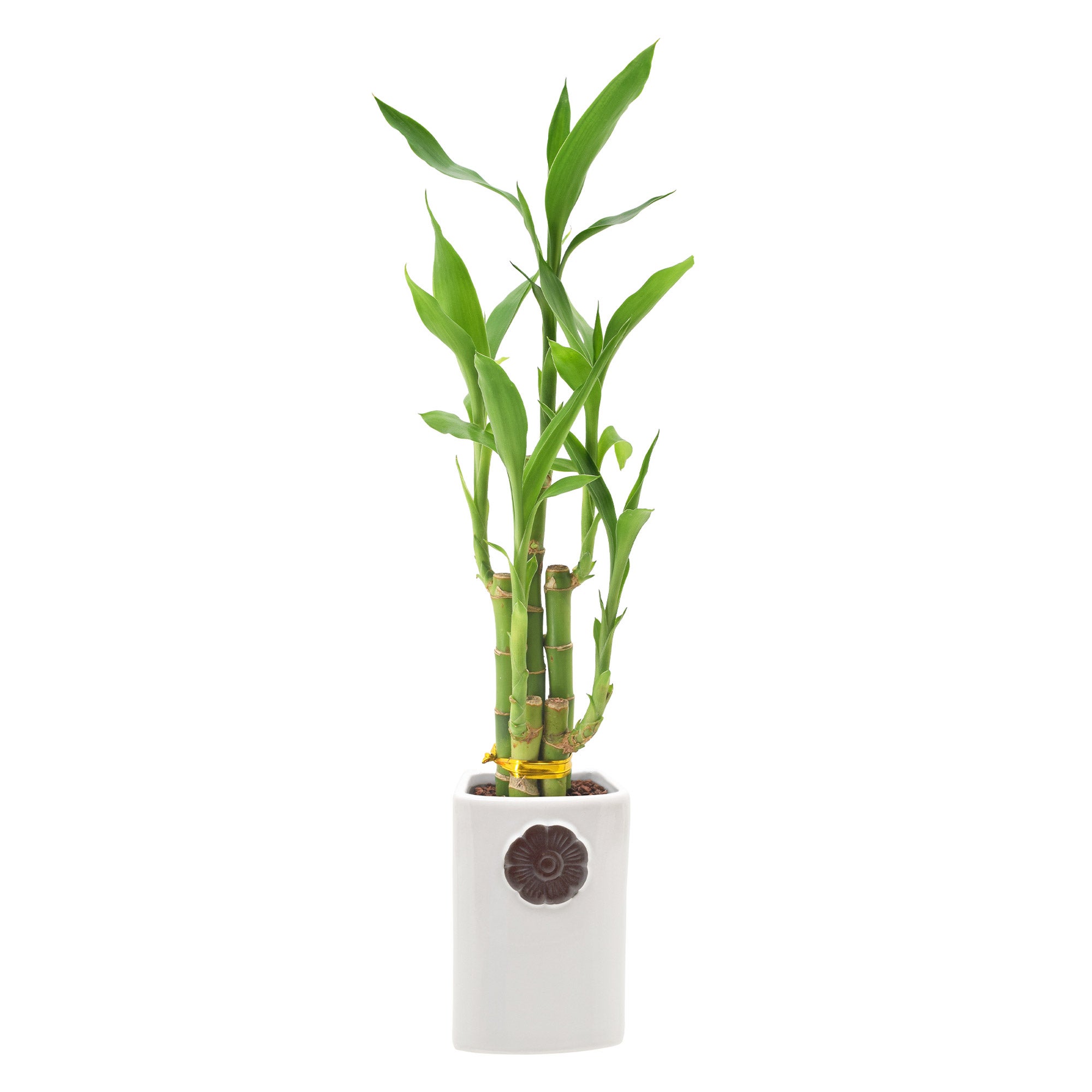 Bamboo Plant Collection | Costco