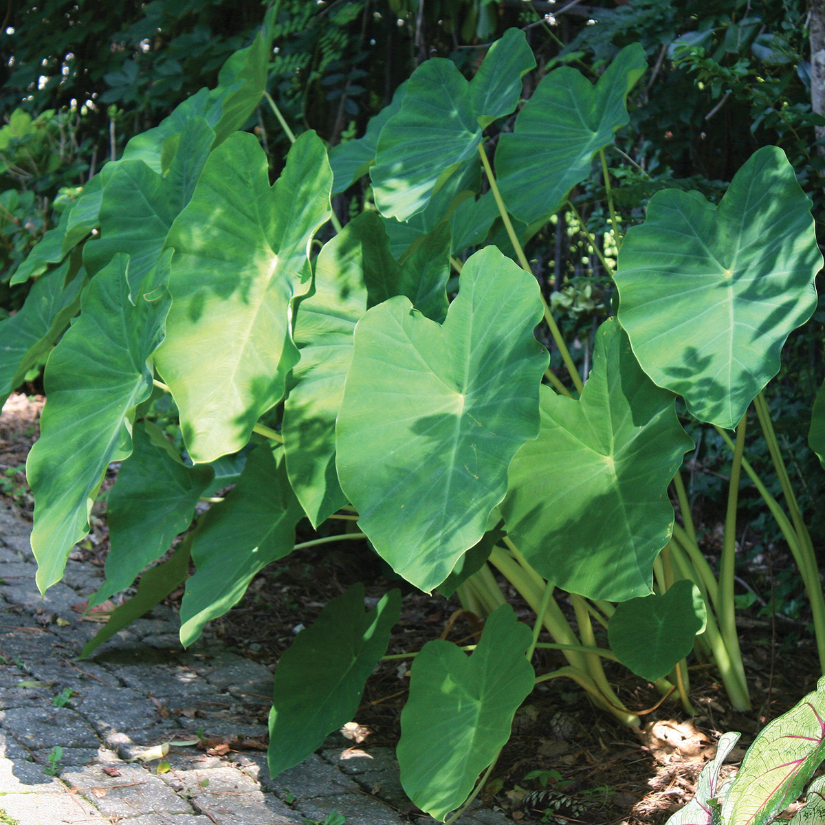 Enlarge Product Preview 4