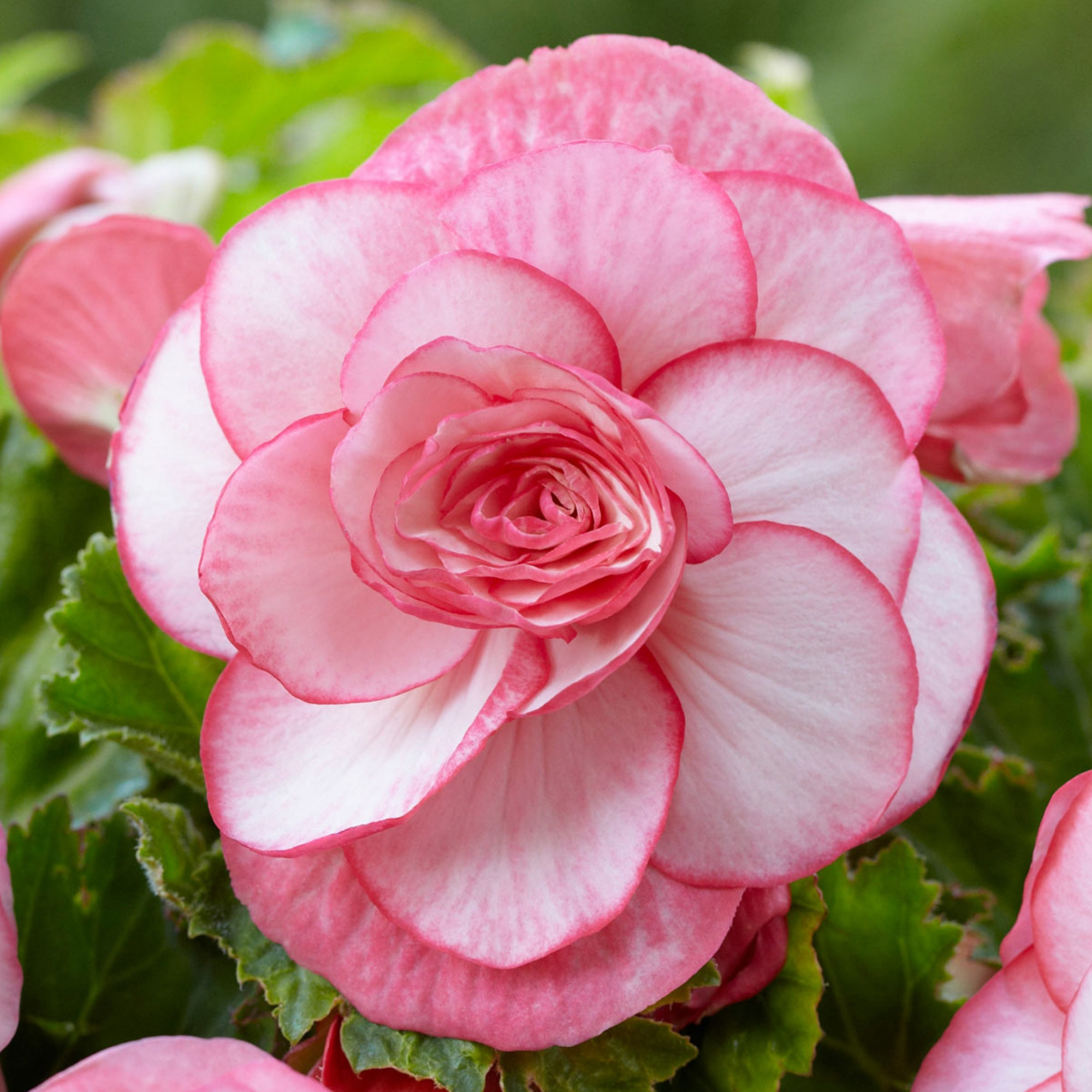 Enlarge Product Preview 3