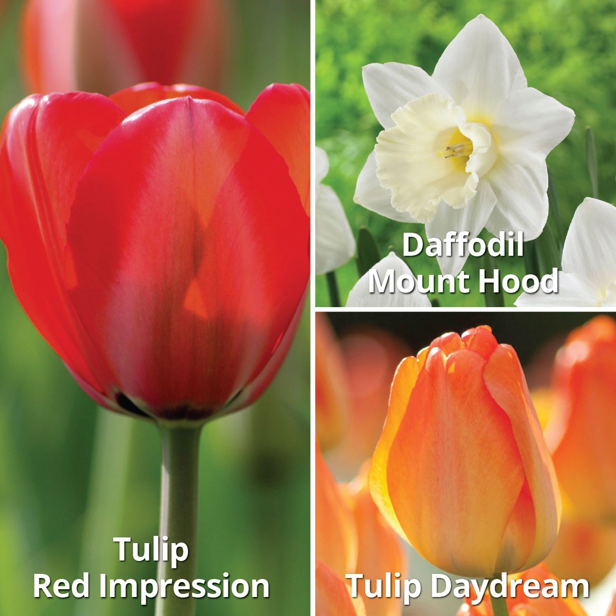 Enlarge Product Preview 2