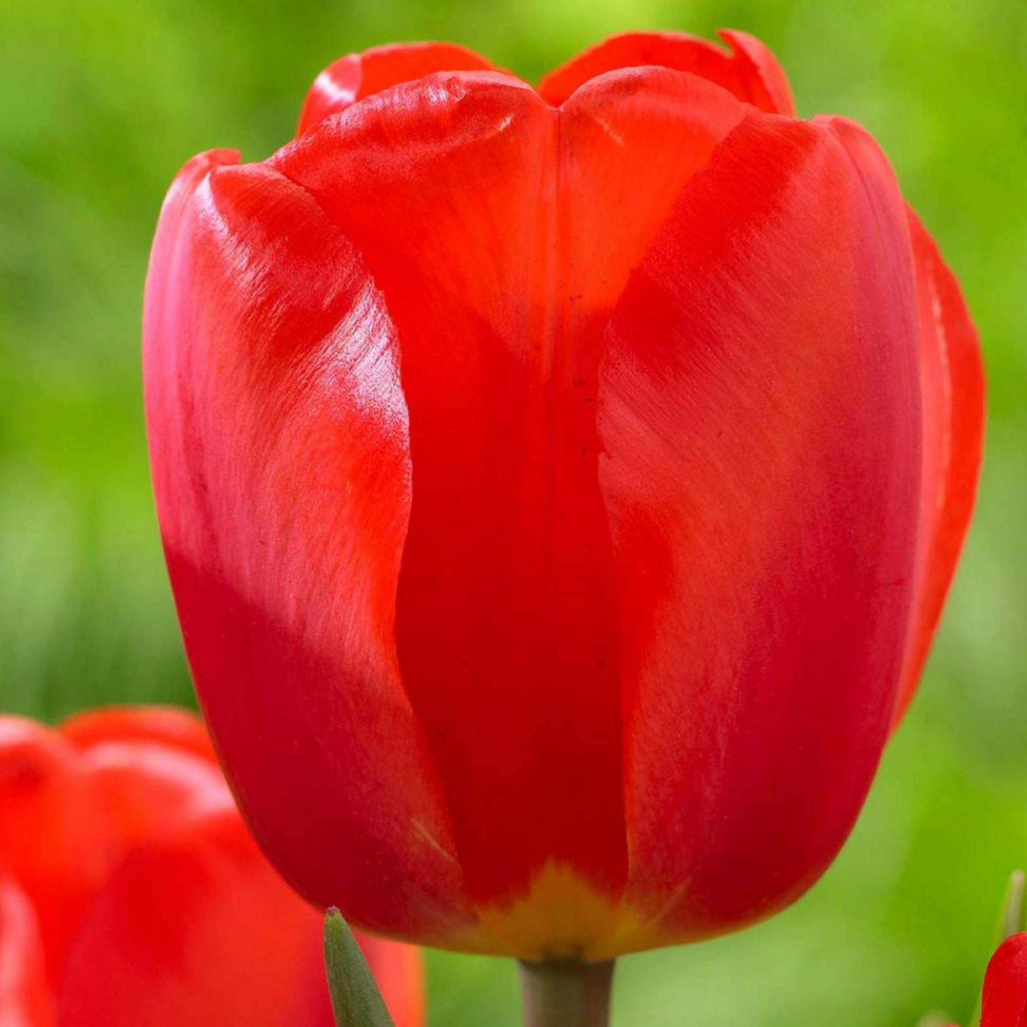 Enlarge Product Preview 2