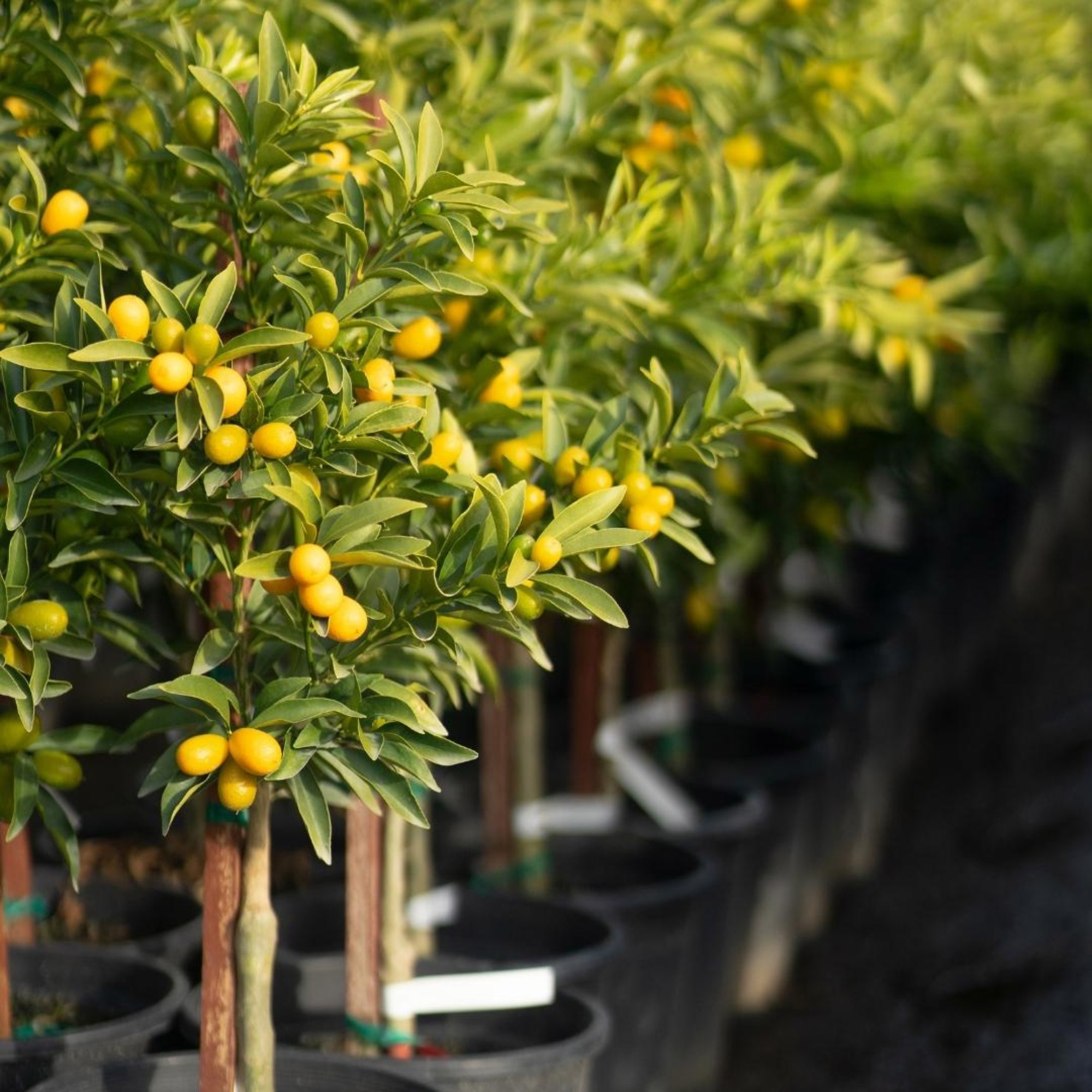 Enlarge Product Preview 4 Successfully Enriched by automation Job.