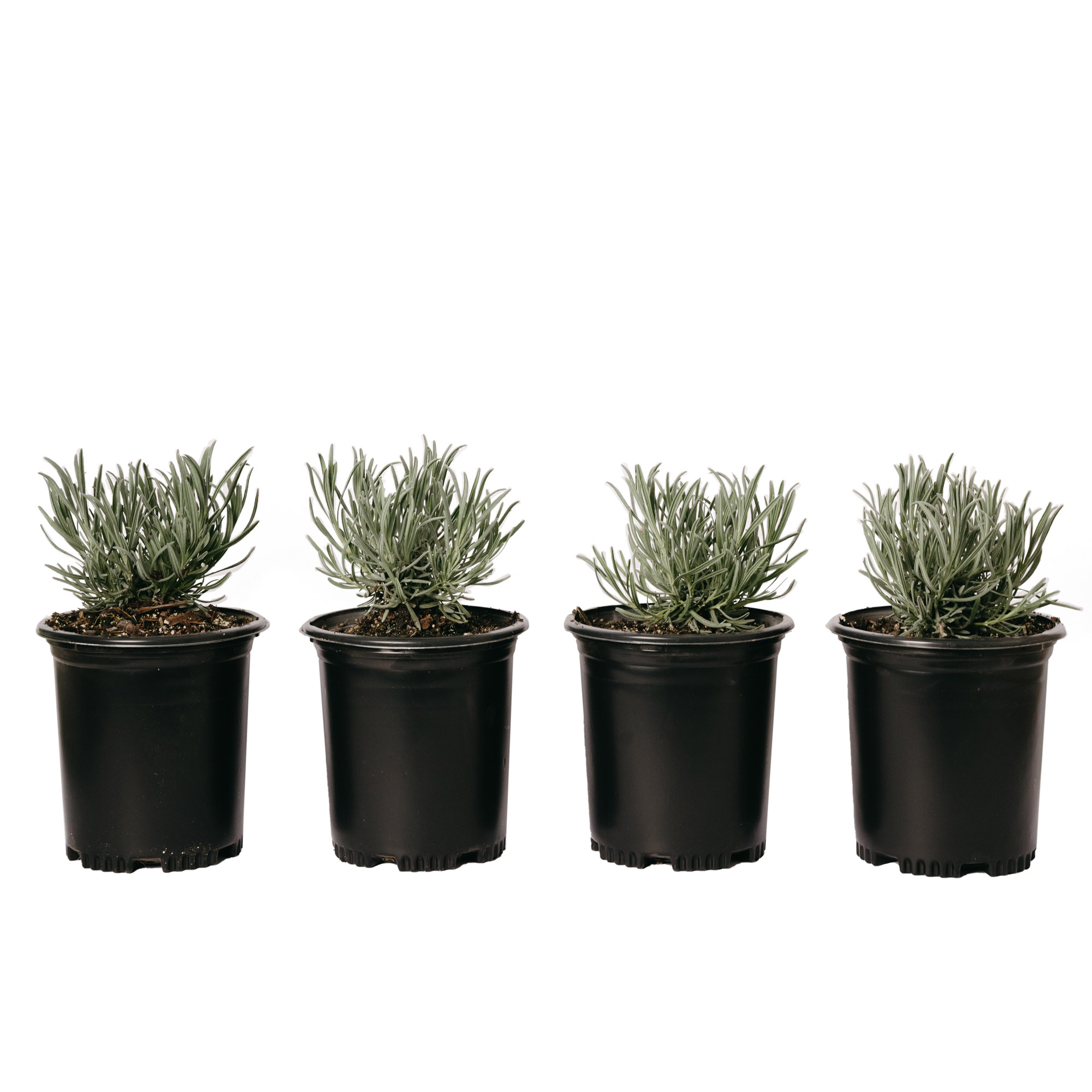 Enlarge Product Preview 2 Successfully Enriched by automation Job.