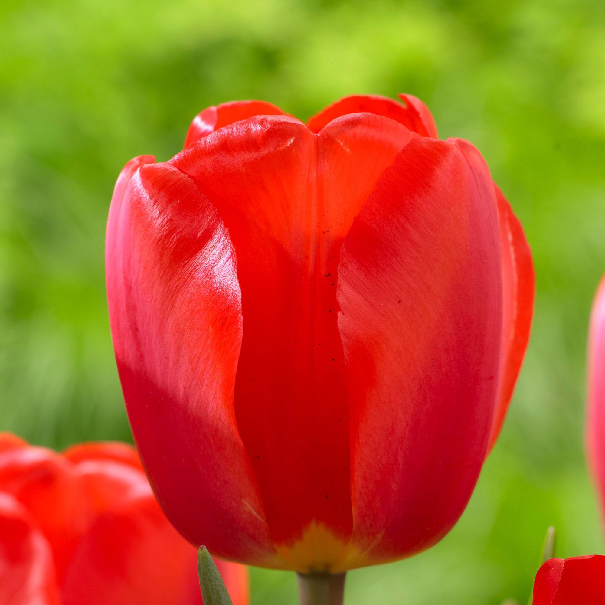 Enlarge Product Preview 3