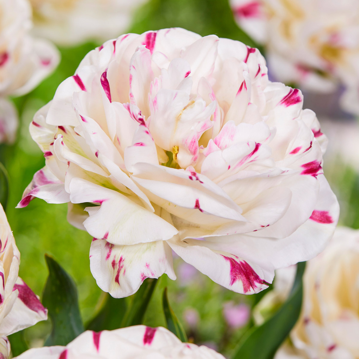 Tulip Double Late Danceline 60 bulbs