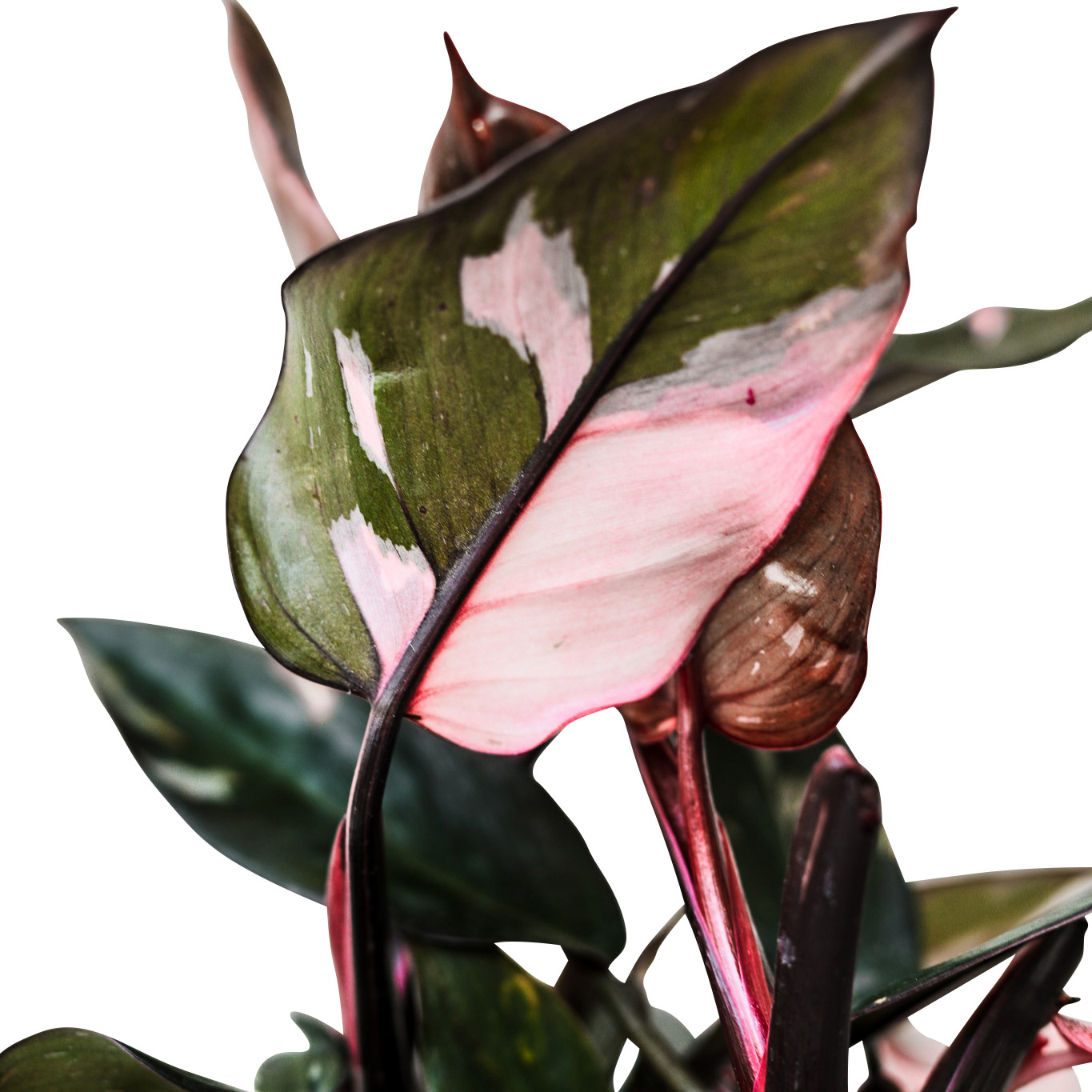 Enlarge Product Preview 2 Successfully Enriched by automation Job.