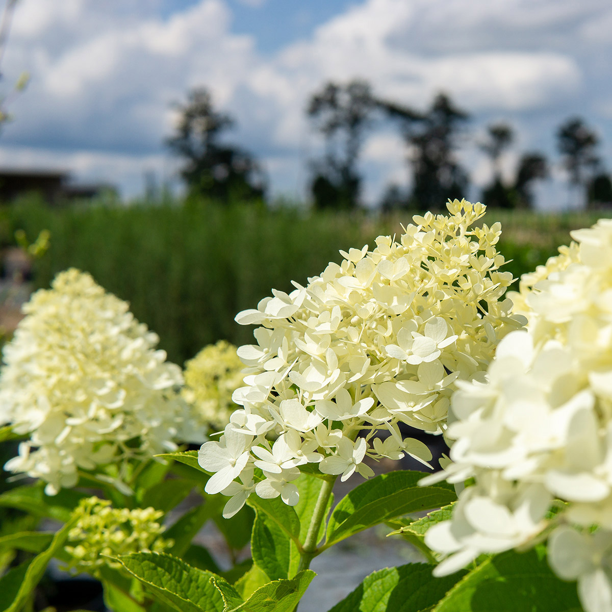 Enlarge Product Preview 4