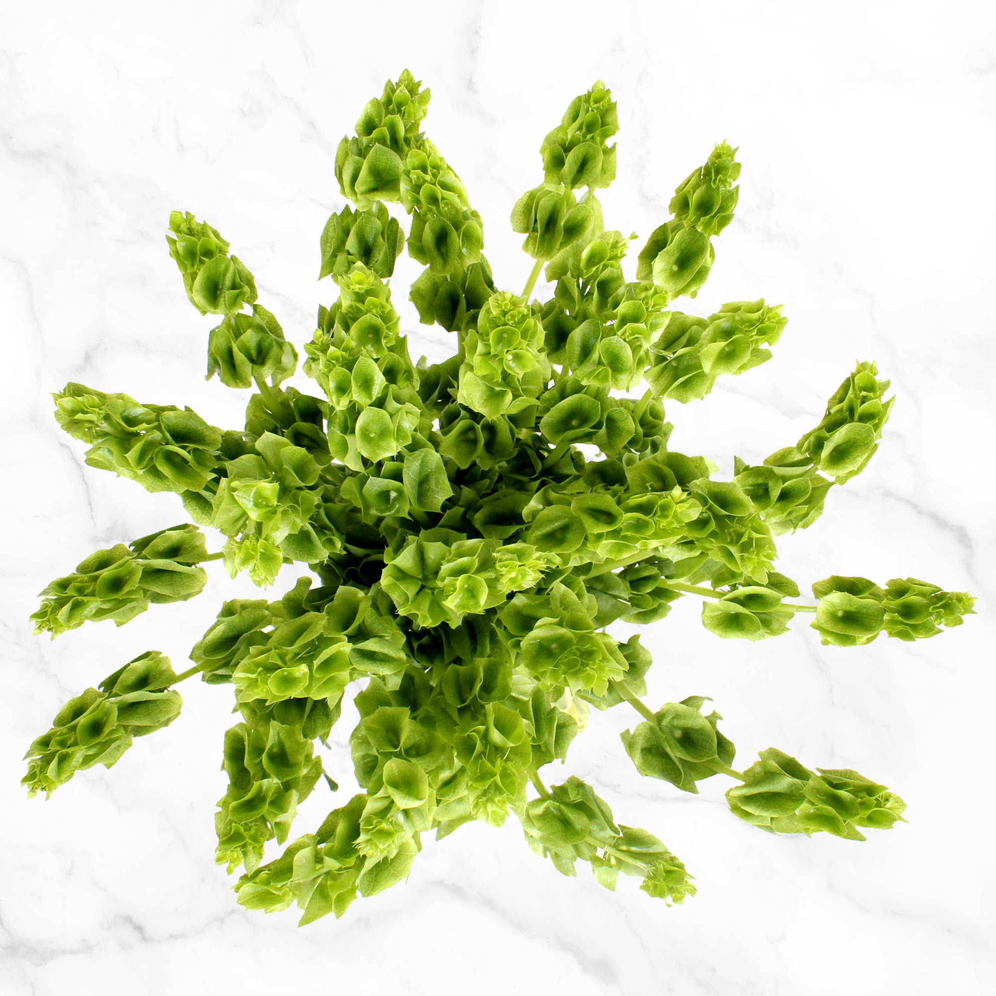 Enlarge Product Preview 2