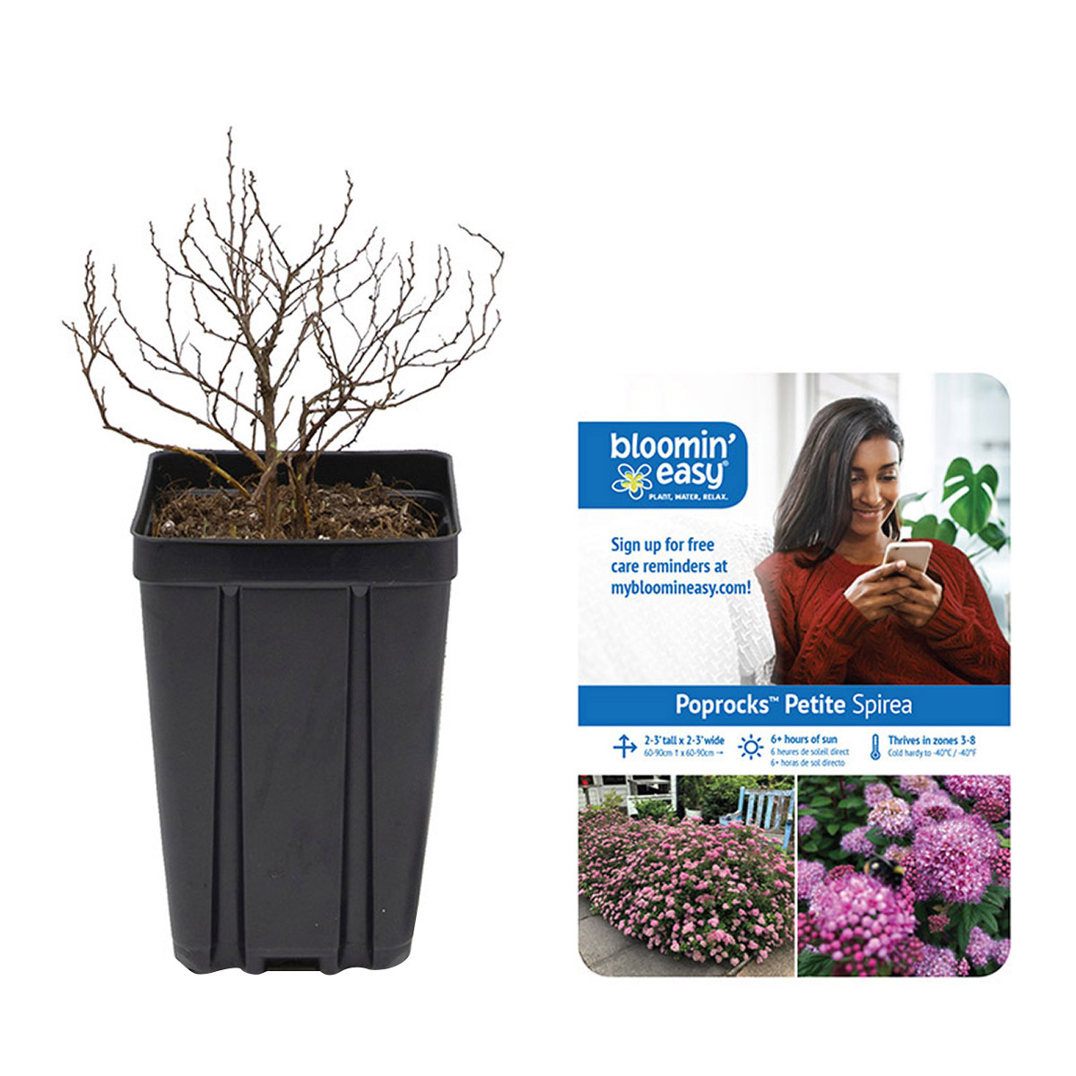 Bloomin Easy® by Van Zyverden Spireae 4