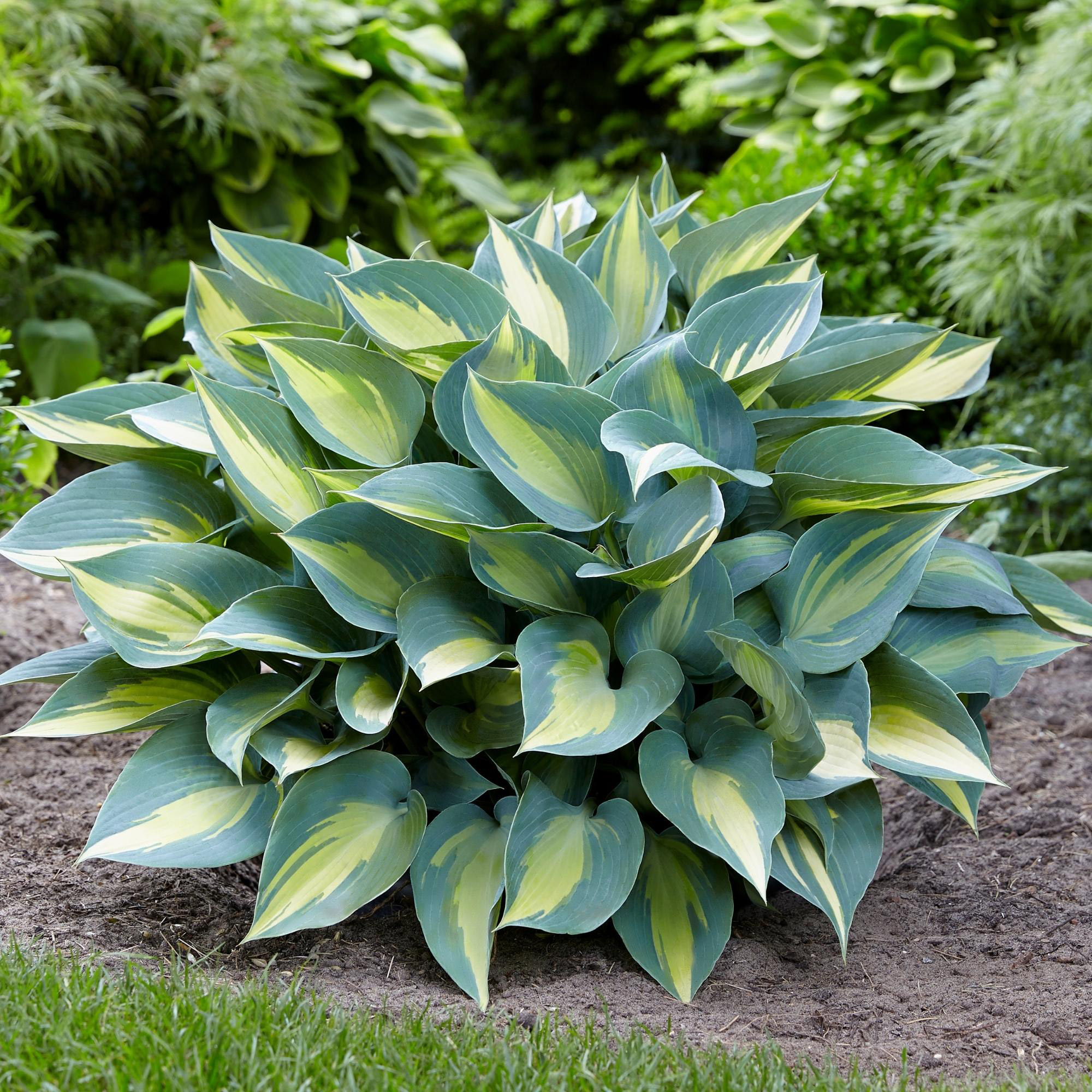 Enlarge Product Preview 30