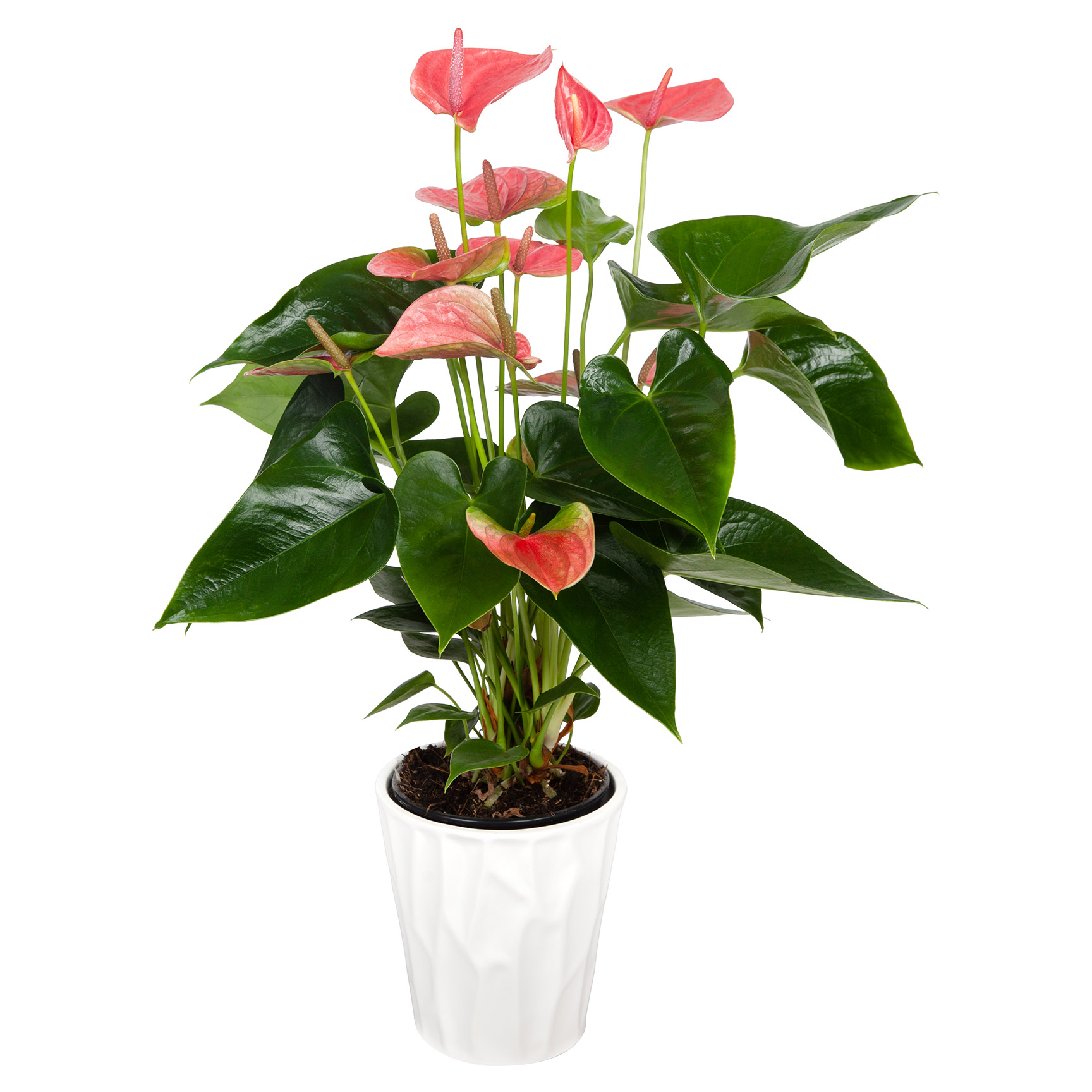 Anthurium in Ceramic Pot