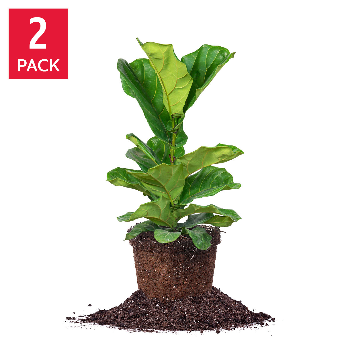 Fiddle Leaf Fig 3 Gallon, 2-pack | Costco