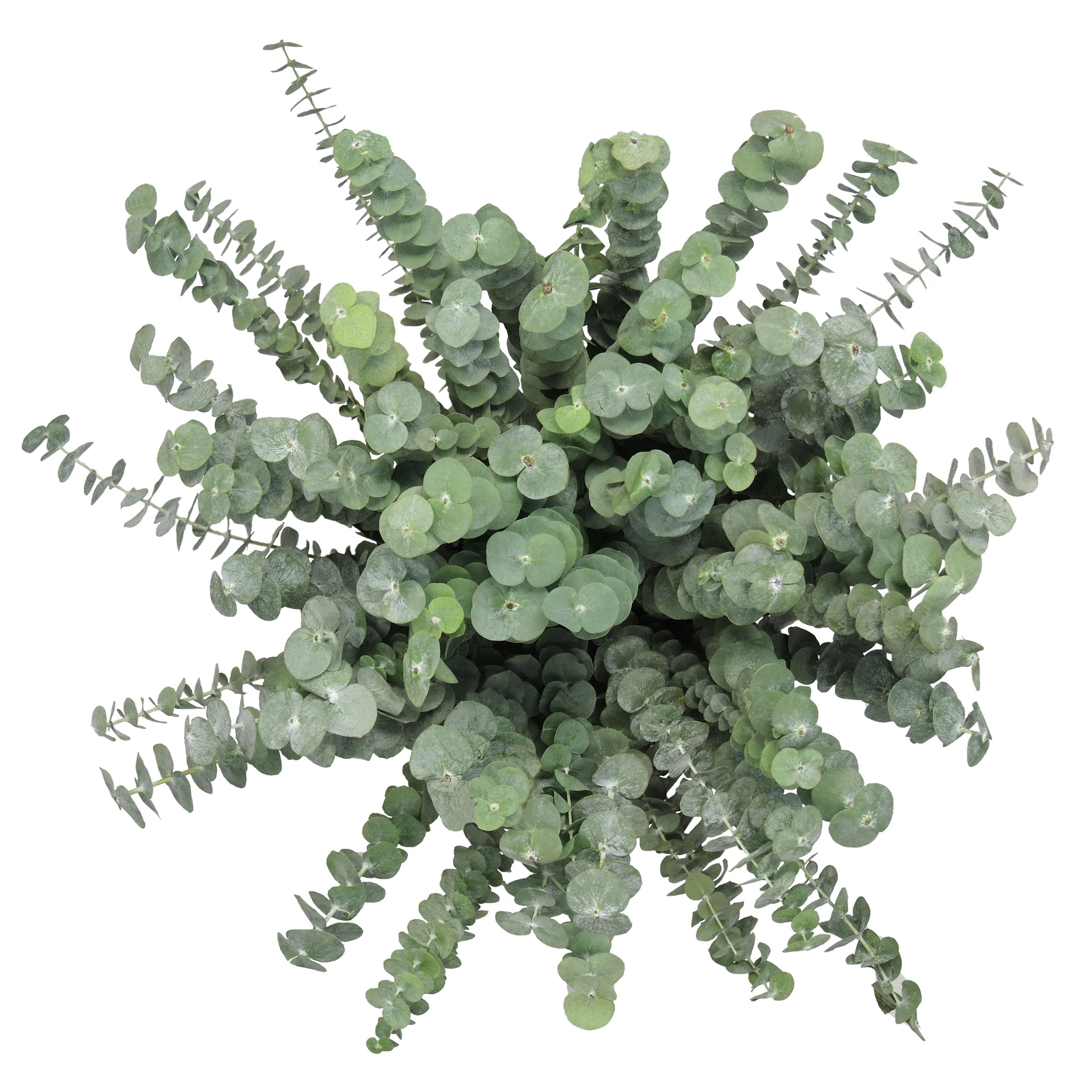 Baby Blue Eucalyptus, 100 Stems