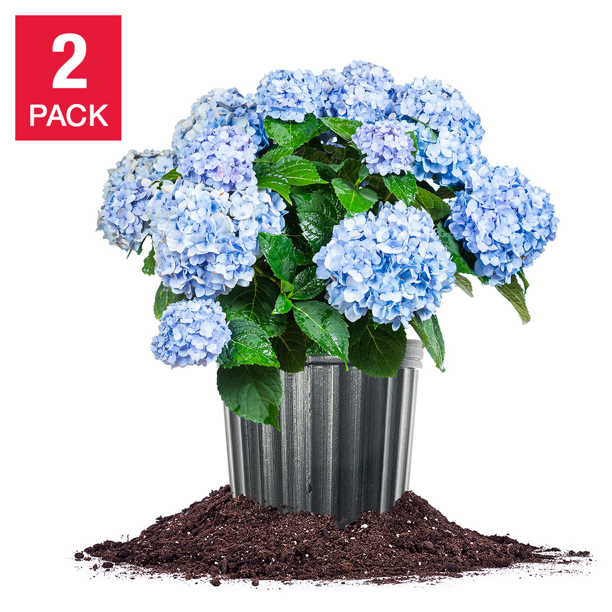 hydrangea様 リクエスト 3点 まとめ商品 Longfield Gardens Blue Hydrangea's, 3-pack | Costco