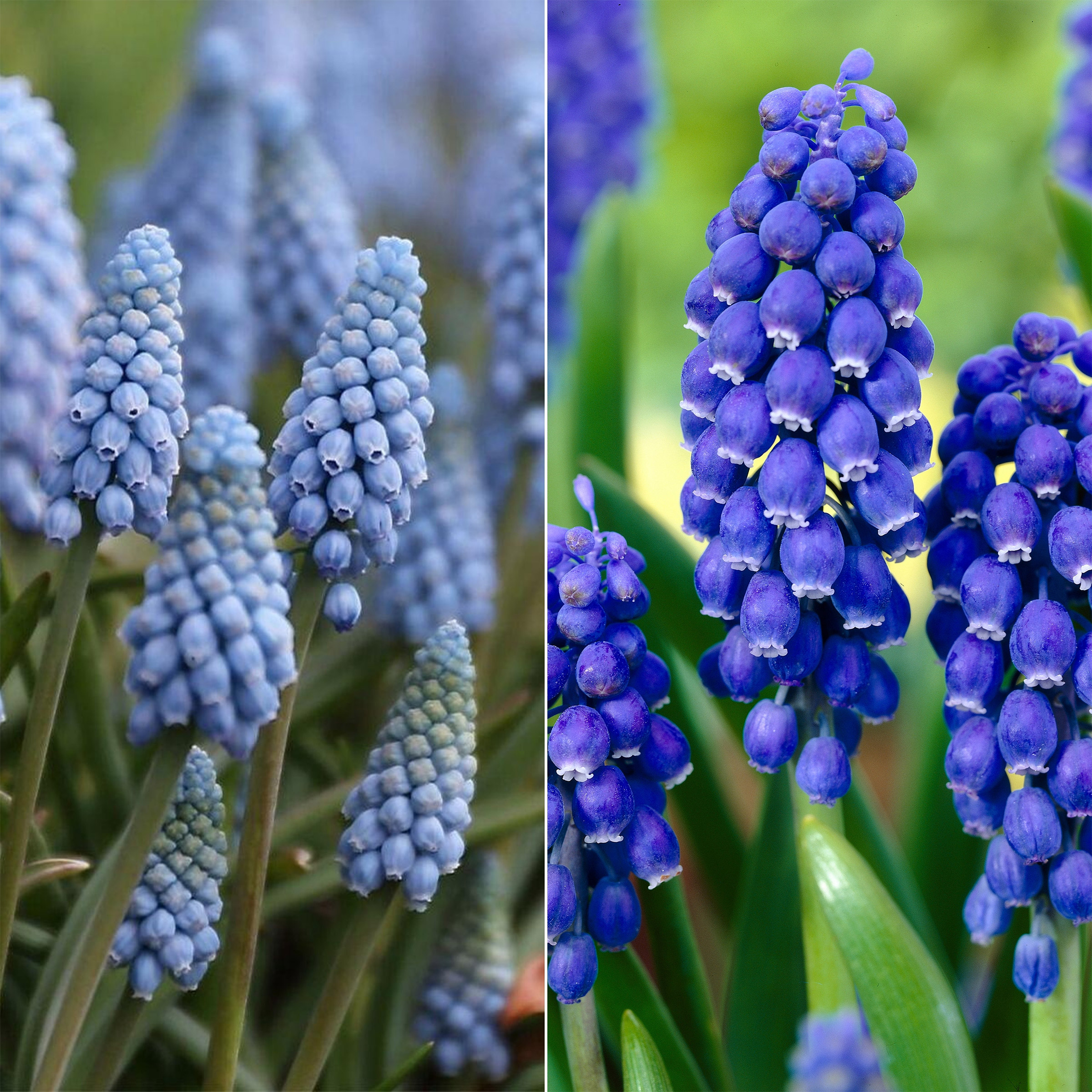 Enlarge Product Preview 6 Automation Job: Item or Product number could not be derived from the asset name.