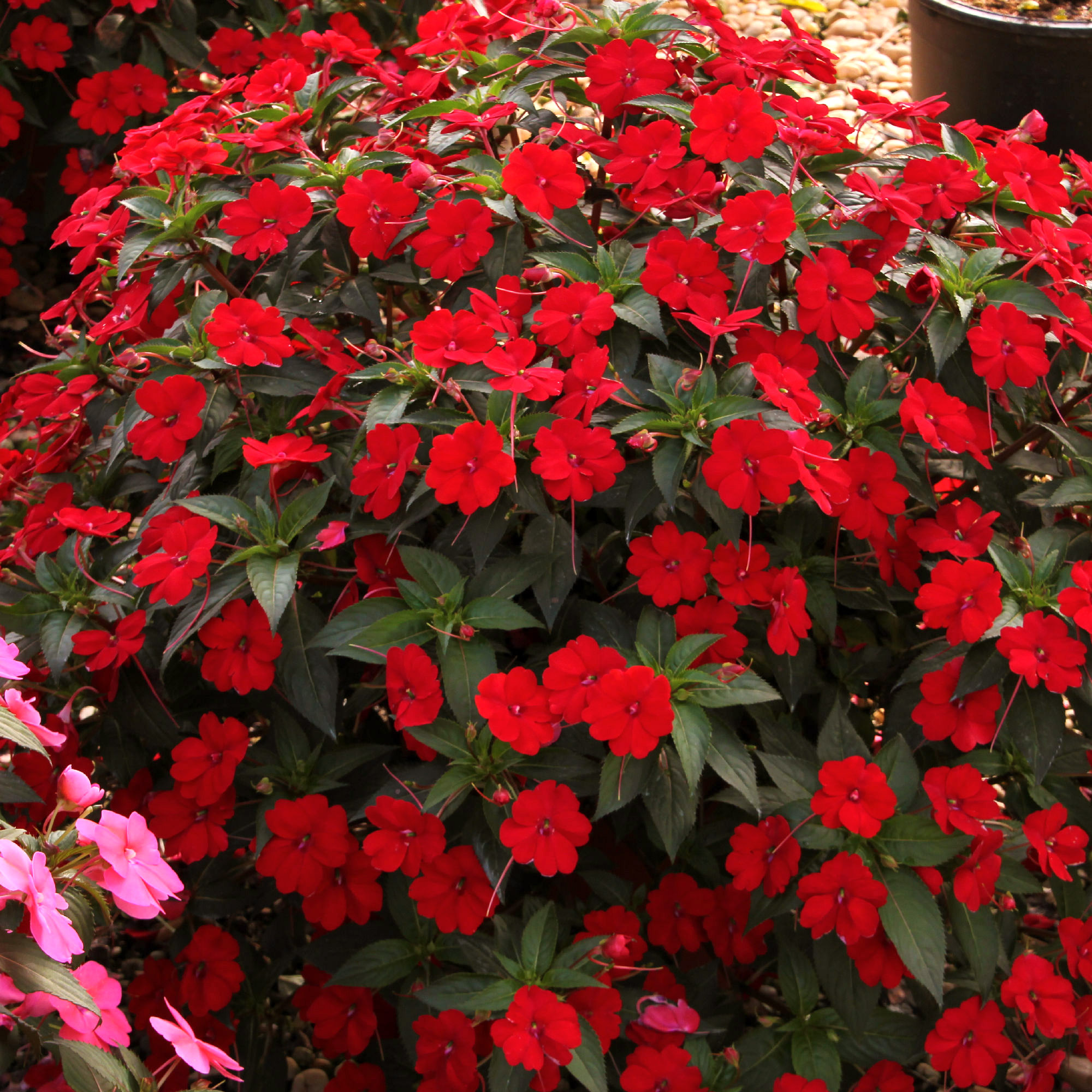 Enlarge Product Preview 5