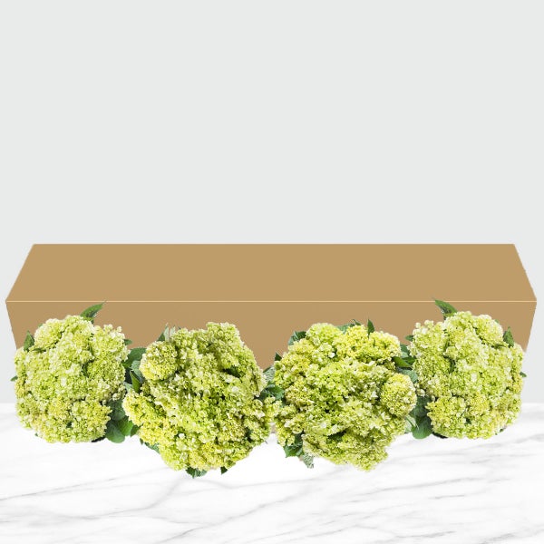40-stem Mini Green Hydrangeas | Costco 40-stem Mini Green Hydrangeas | Costco