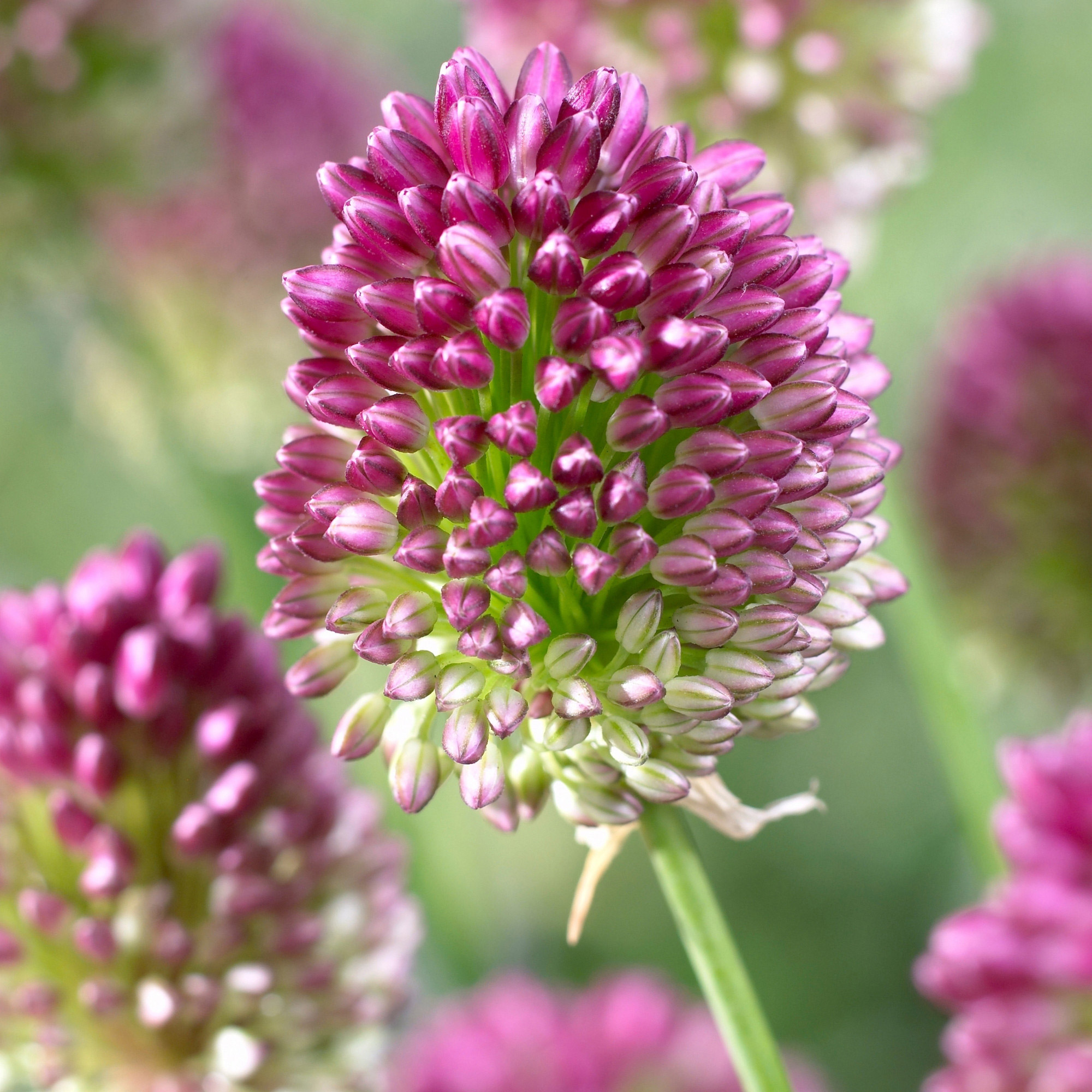 Enlarge Product Preview 4