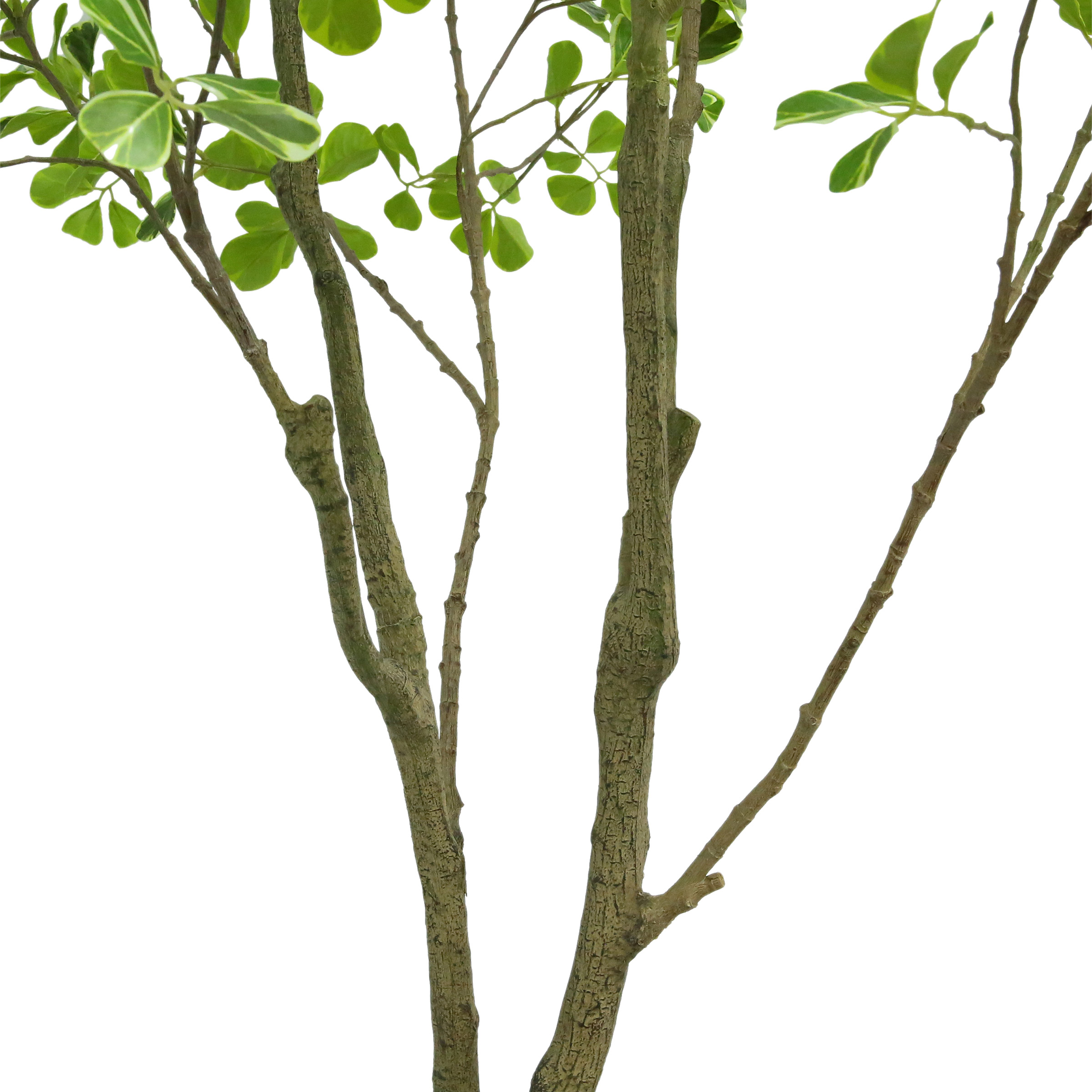 Enlarge Product Preview 2