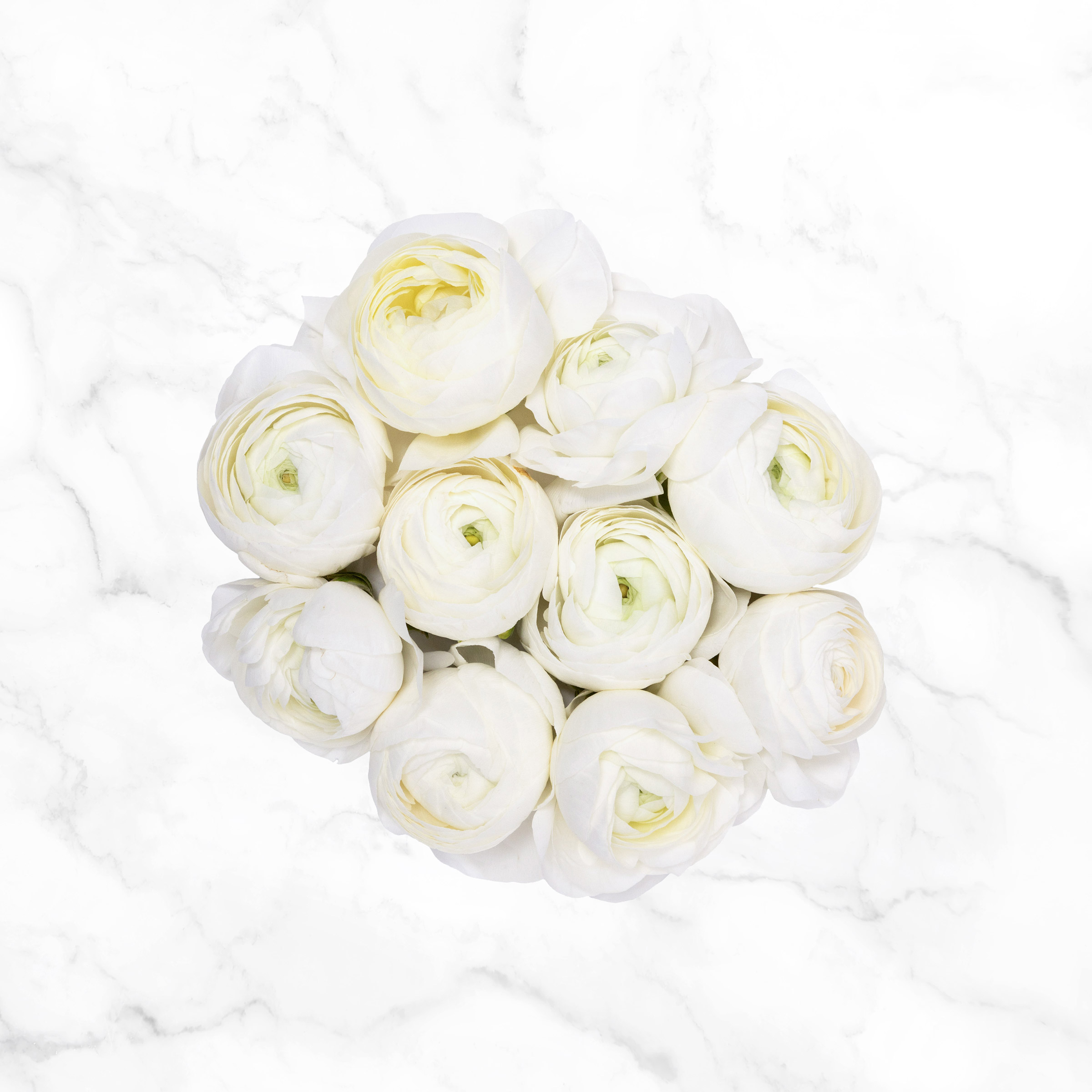 Summer Flowering Perennial Plants