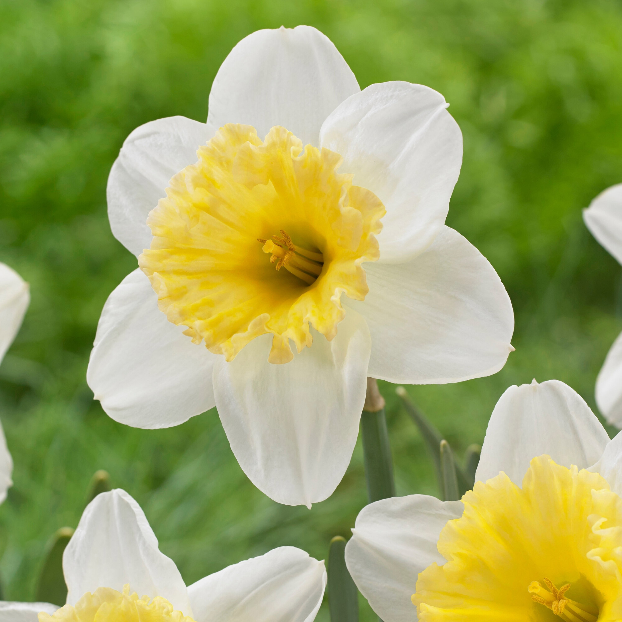 Enlarge Product Preview 6